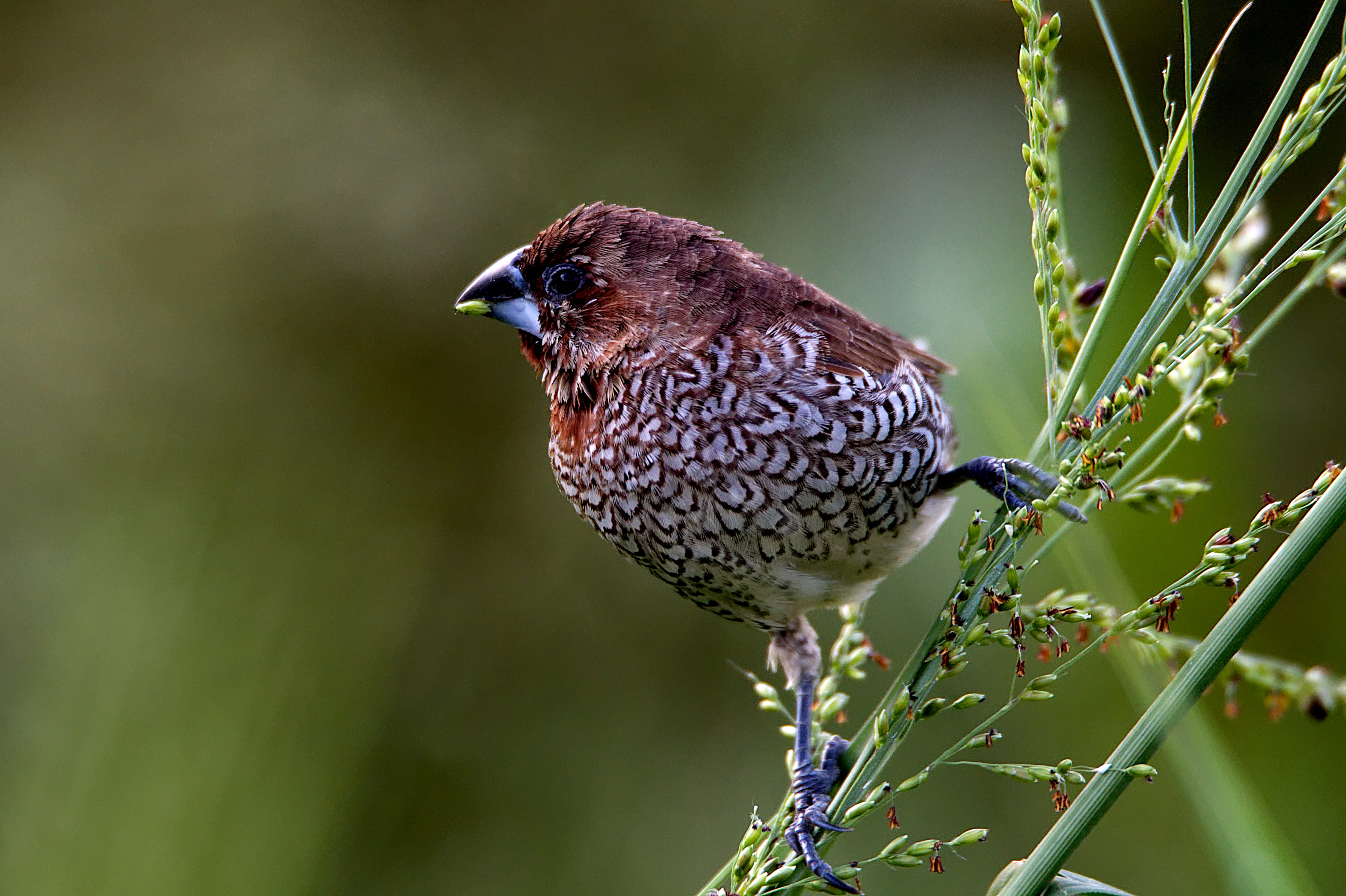 nature, flower, animal wildlife, close-up, branch, beauty in nature, bird, songbird, perch, gray, munia, scaly, tree, wild, animals in the wild, brown, HD Wallpaper