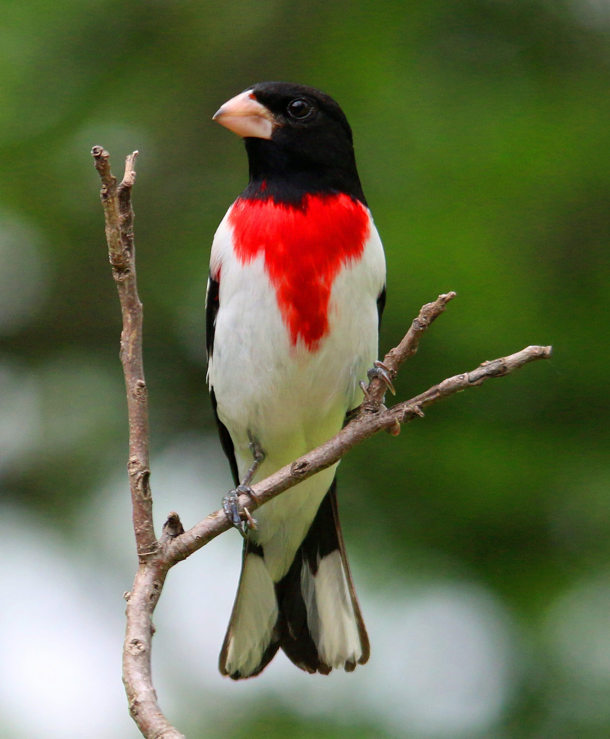 songbird, red, no people, outdoors, black, perching, focus on foreground, color, rose, animal, male, grosbeak, 1080P, photo, breasted, one animal, branch, Phone HD Wallpaper