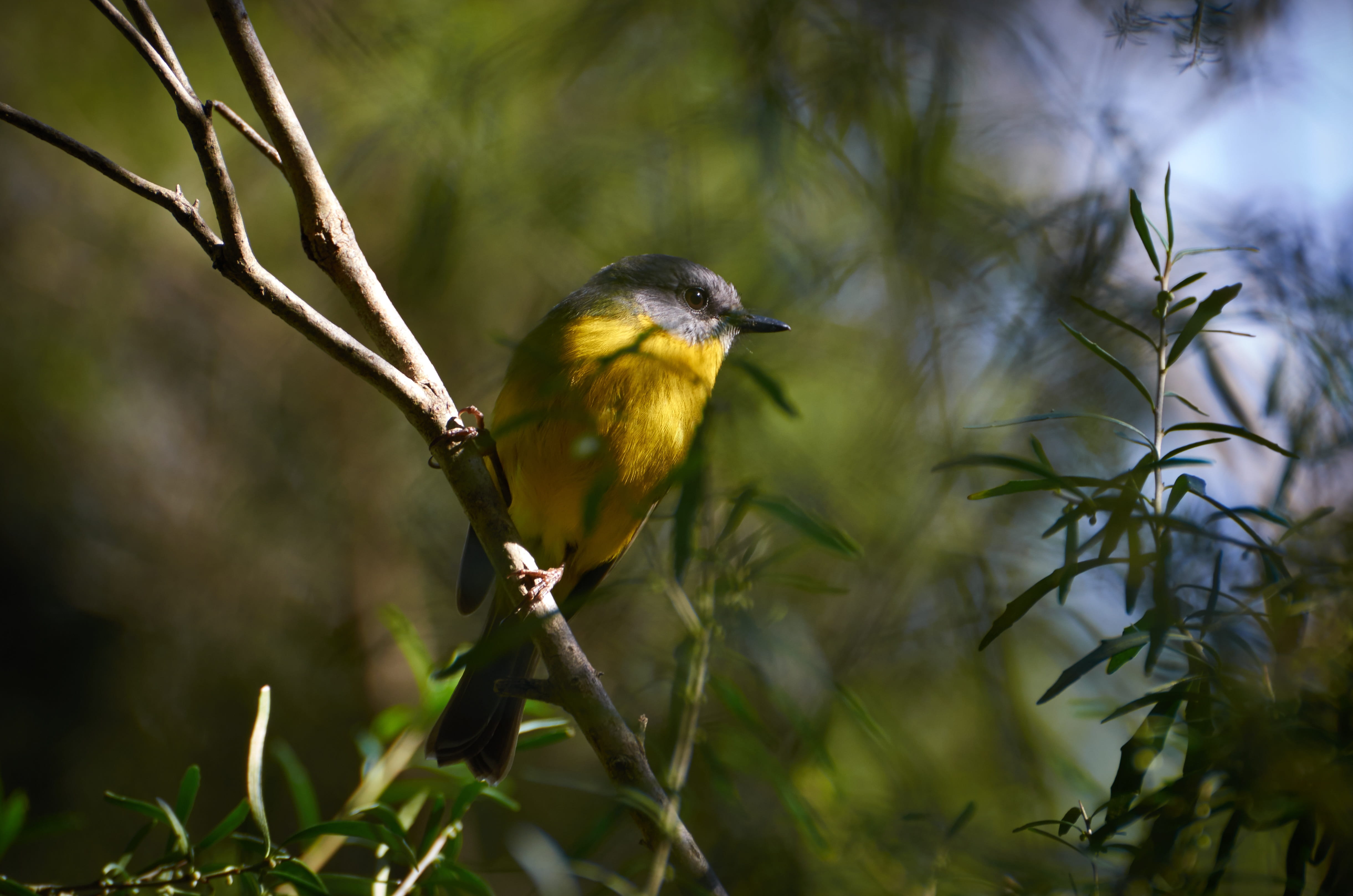 bird, yellow, ornithology, outdoors, winter, animal, animal wildlife, australian, birds, nature, birdwatching, yellow breasted robin, selective focus, animals in the wild, HD Wallpaper