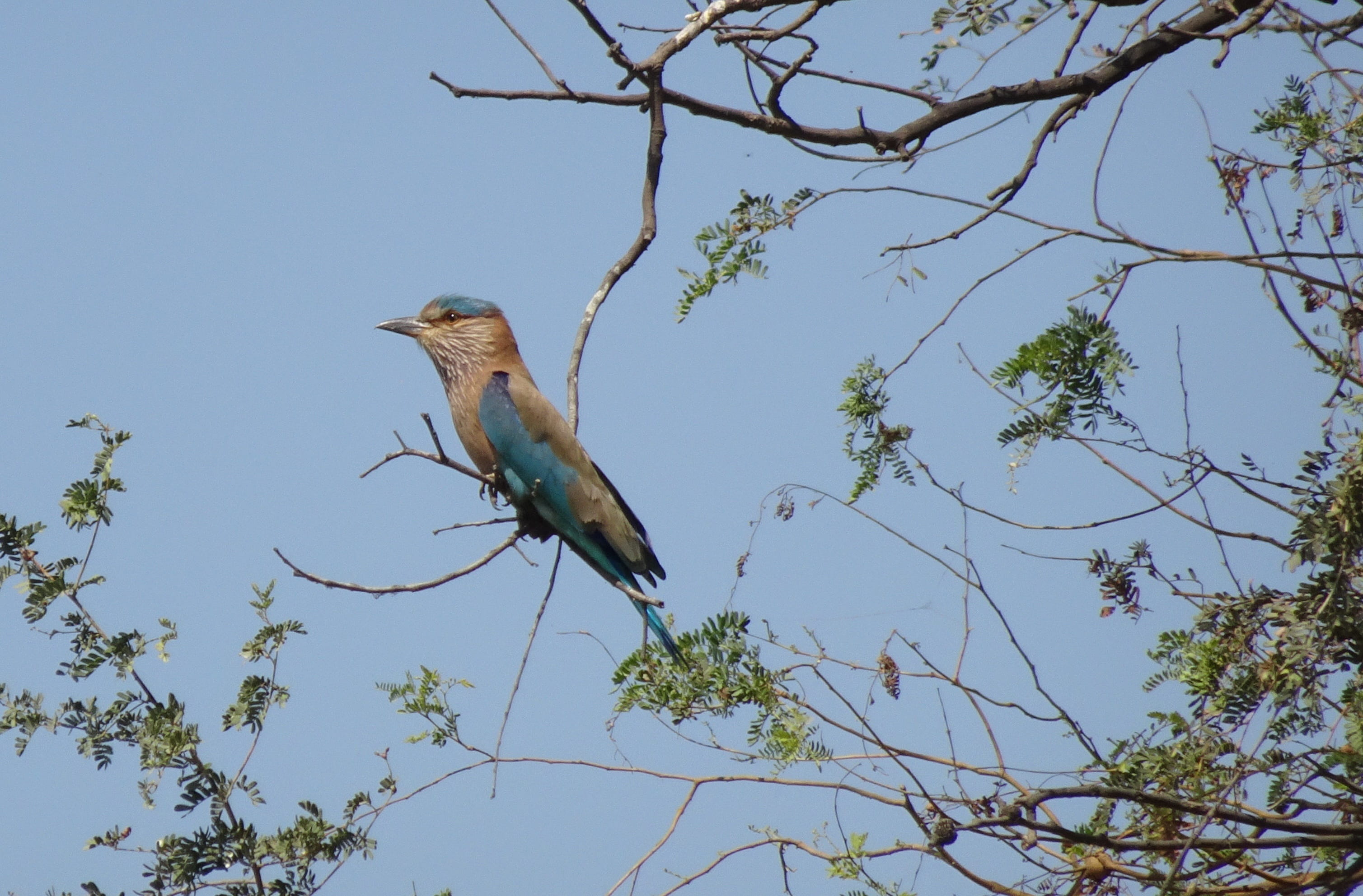 one animal, animal themes, perched, tree, outdoors, branch, blue, nature, animals in the wild, wildlife, indian roller, animal, vertebrate, avian, coracias benghalensis, HD Wallpaper