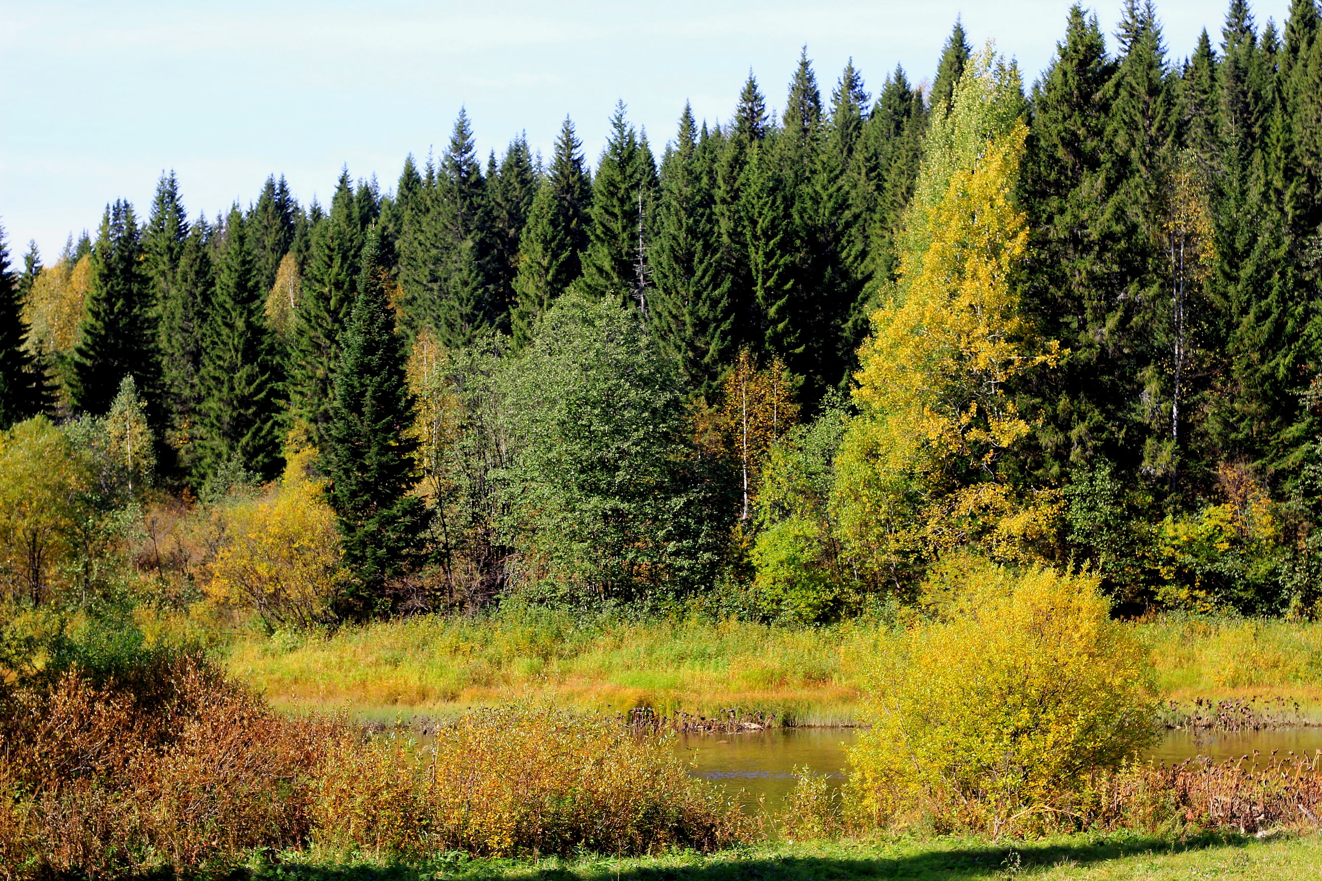 Perm Krai, trees, river, forest, Russia, autumn, 2K, HD Wallpaper