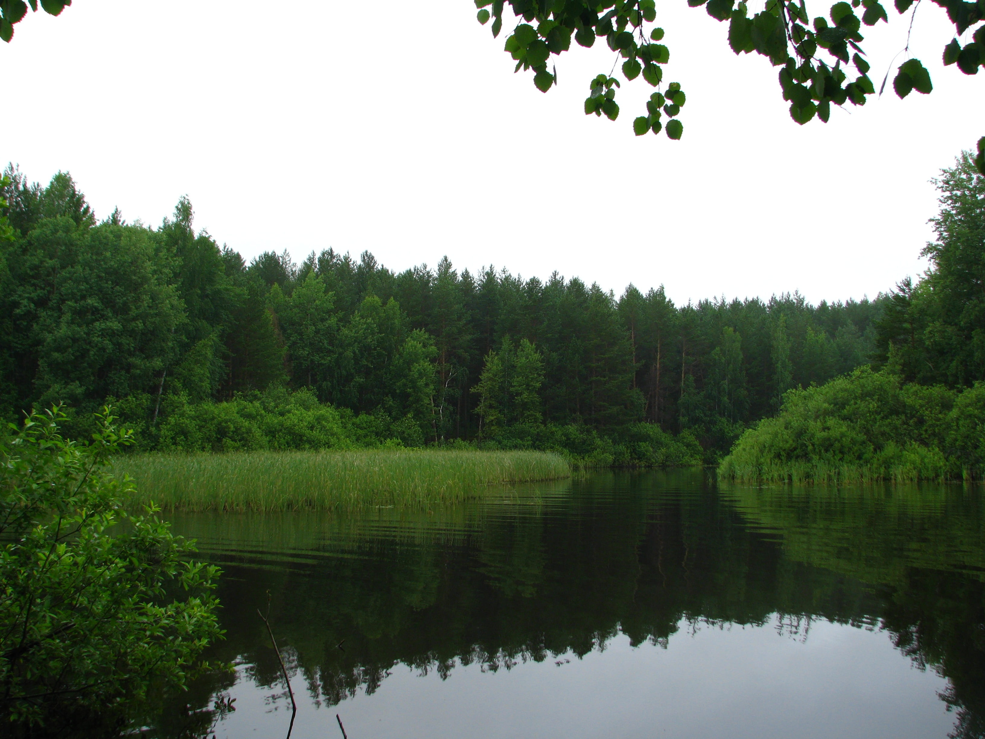 no people, growth, waterfront, tree, calm, lake, forest, clear sky, living nature, green color, beach, trees, russia, silence, non-urban scene, travel, HD Wallpaper