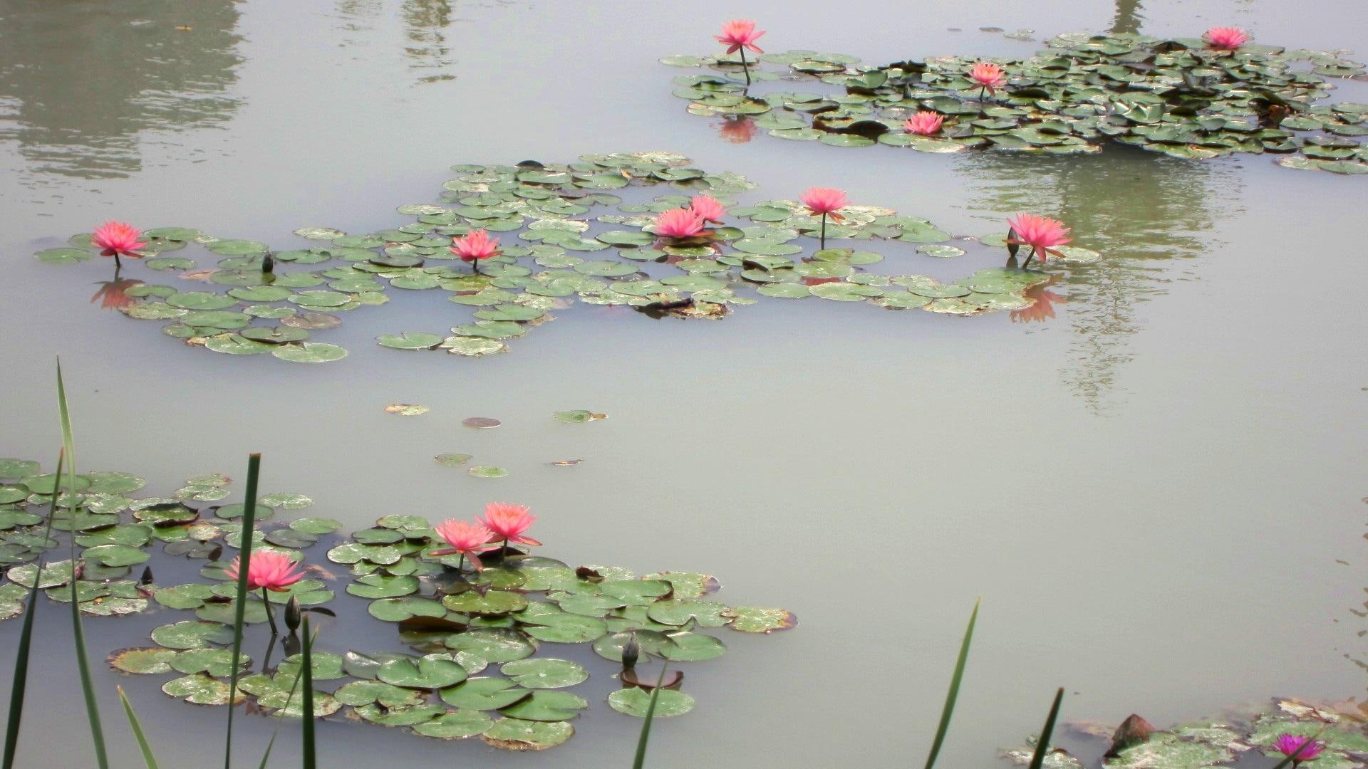 lotus, pond, nature and landscapes, 1080P, park, lovely, HD Wallpaper