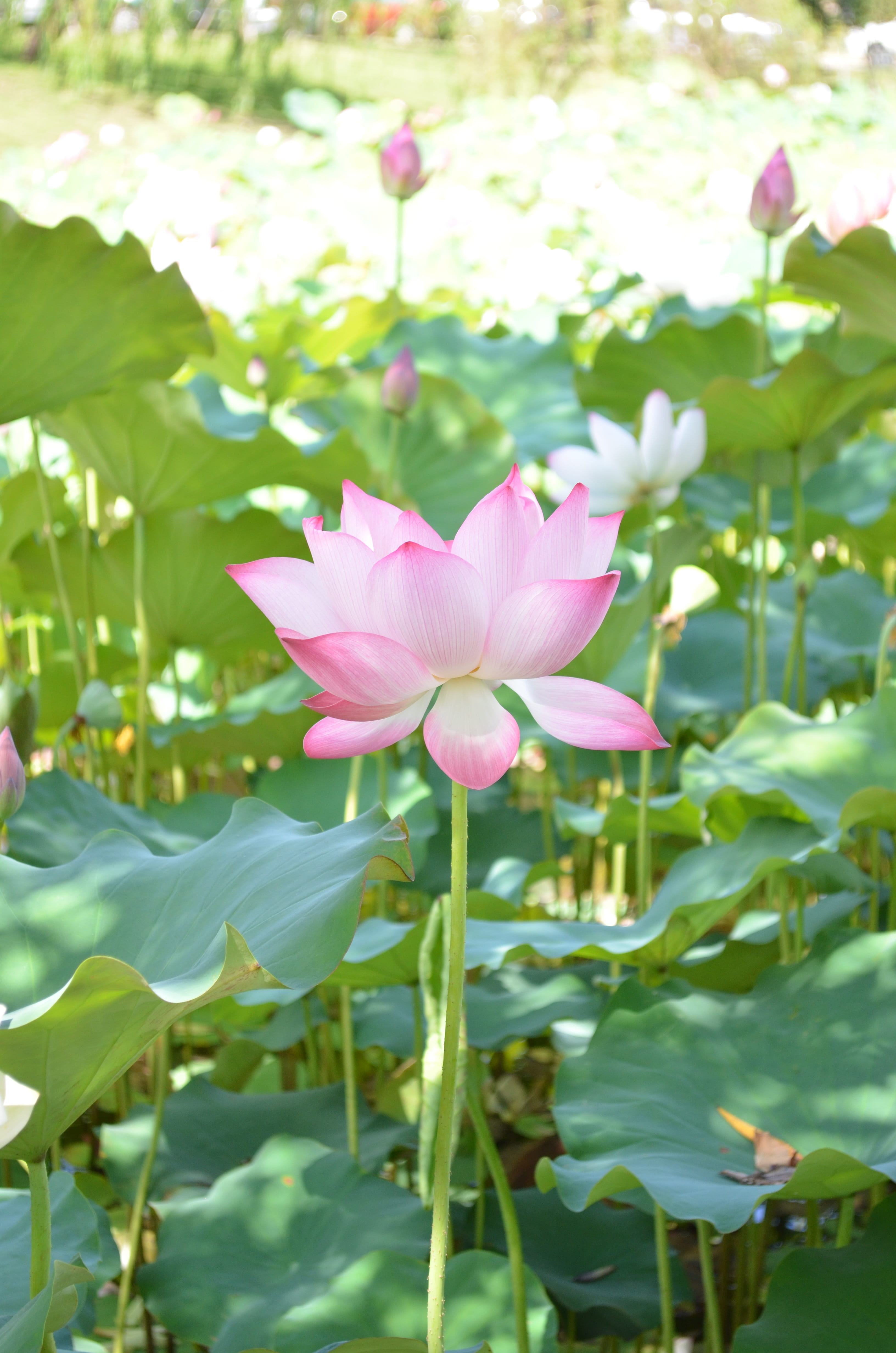 vulnerability, pink, flower head, petaled, outdoors, flower, 4K, lotus water lily, focus on foreground, pond, petal, pink color, dutch, nature, plant, Phone HD Wallpaper