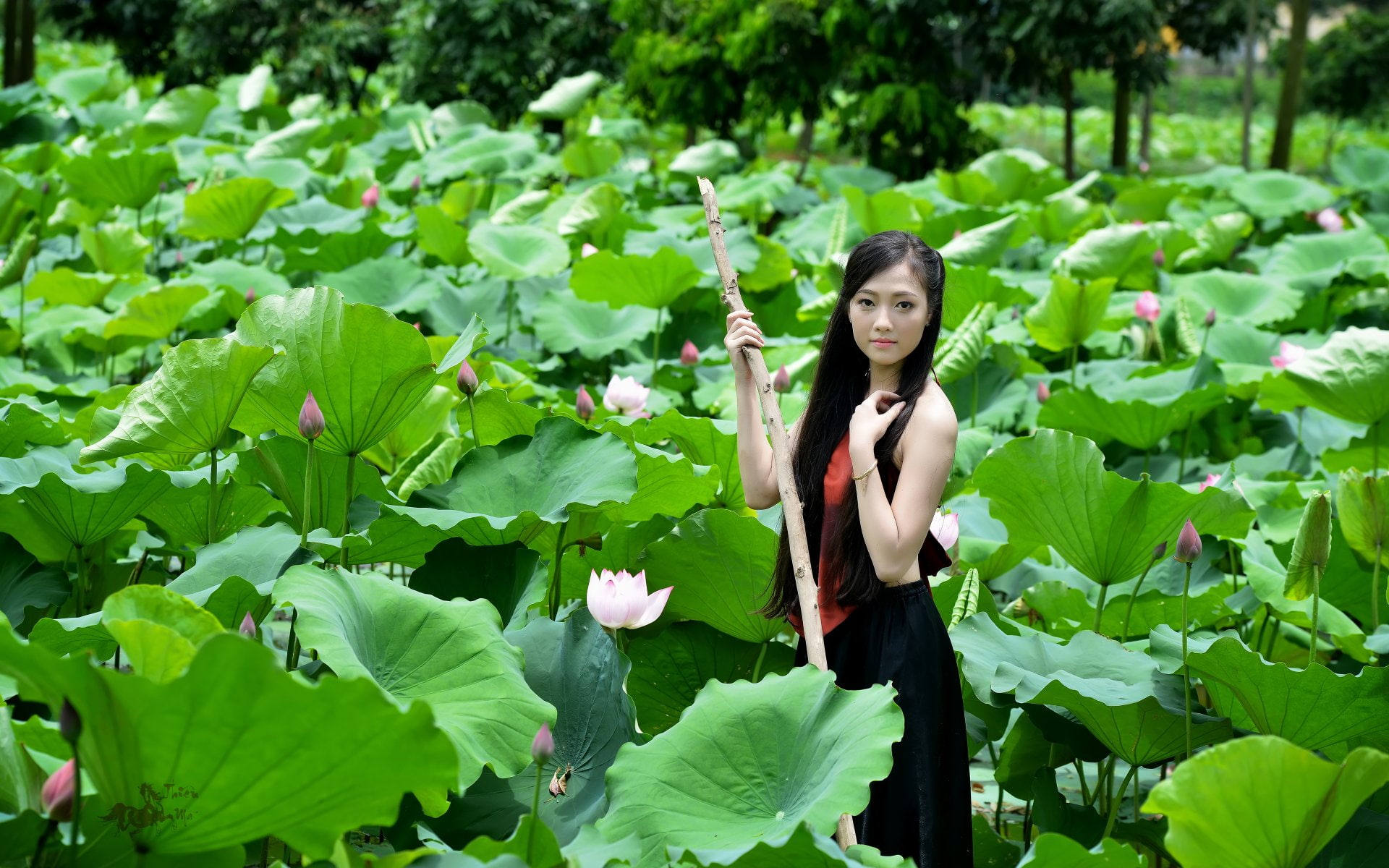 Vietnamese, Lotus, Pond, 1080P, Women, Asian, Leaf, Girl, Woman, HD Wallpaper