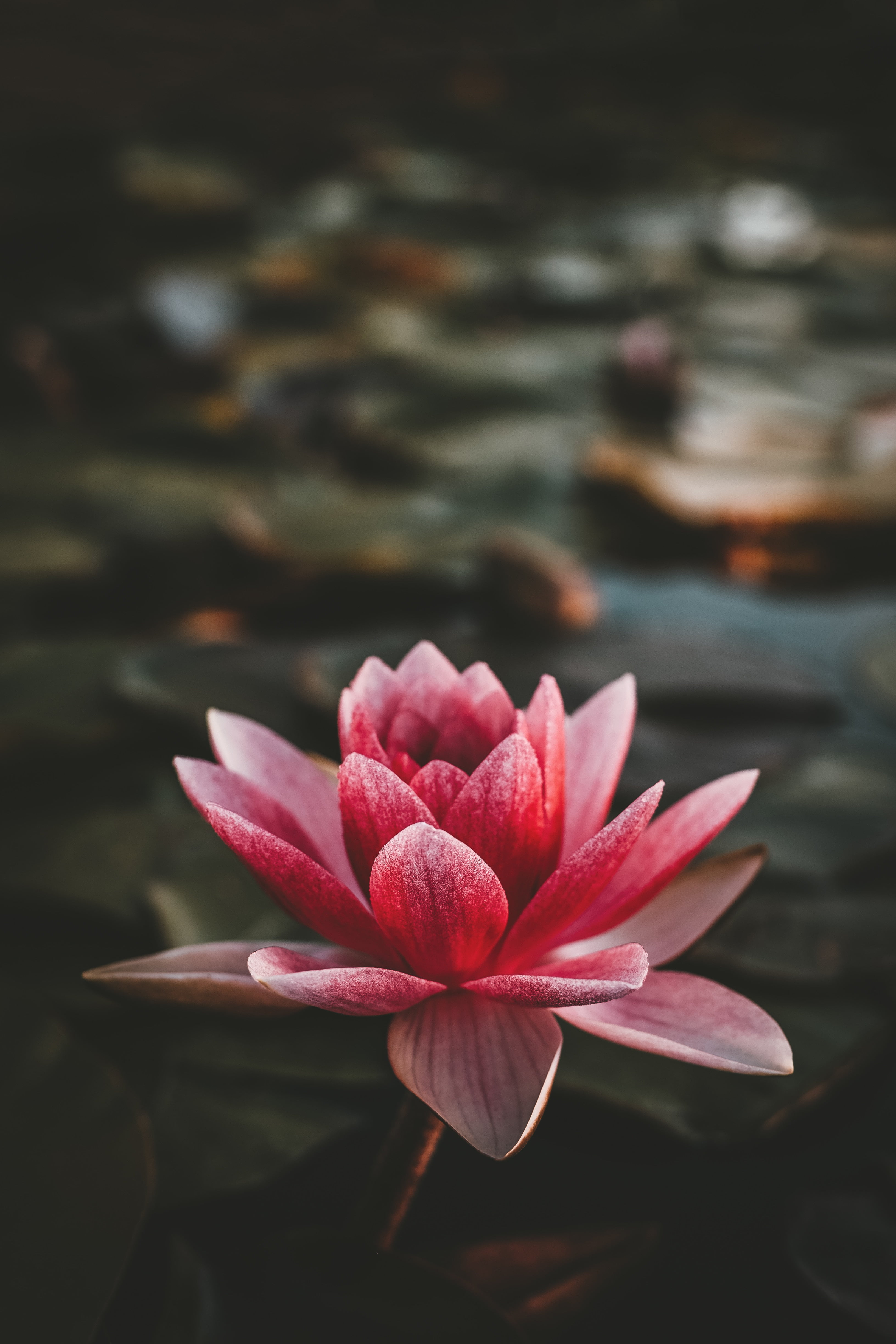 pond, lotus water lily, close-up, flowers, focus on foreground, no people, 4K, flowering plant, nature, inflorescence, vulnerability, flower, beauty in nature, Phone HD Wallpaper