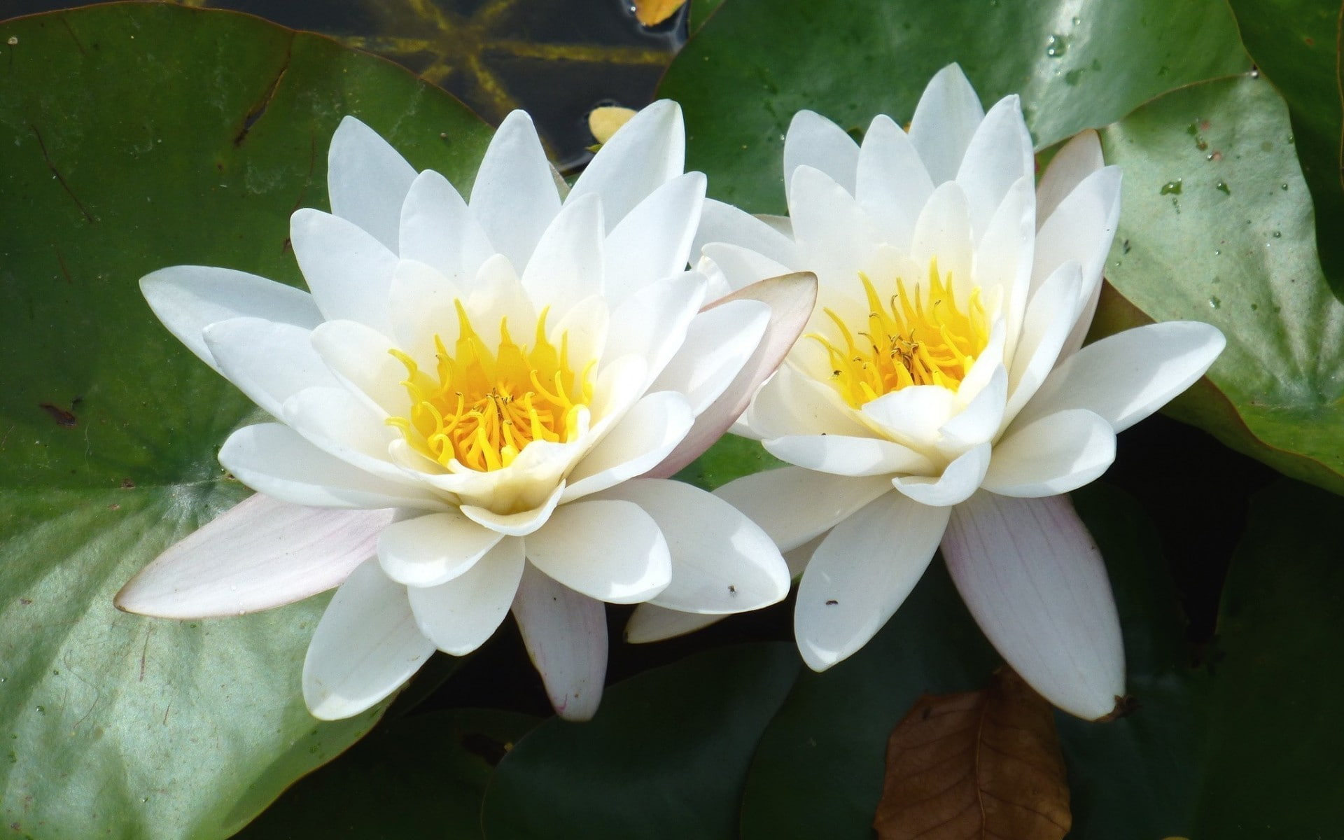 pond, water lily, white color, outdoors, pollen, nature, fragility, leaf, vulnerability, plant, inflorescence, plants, flower head, flowers, 1080P, close-up, HD Wallpaper
