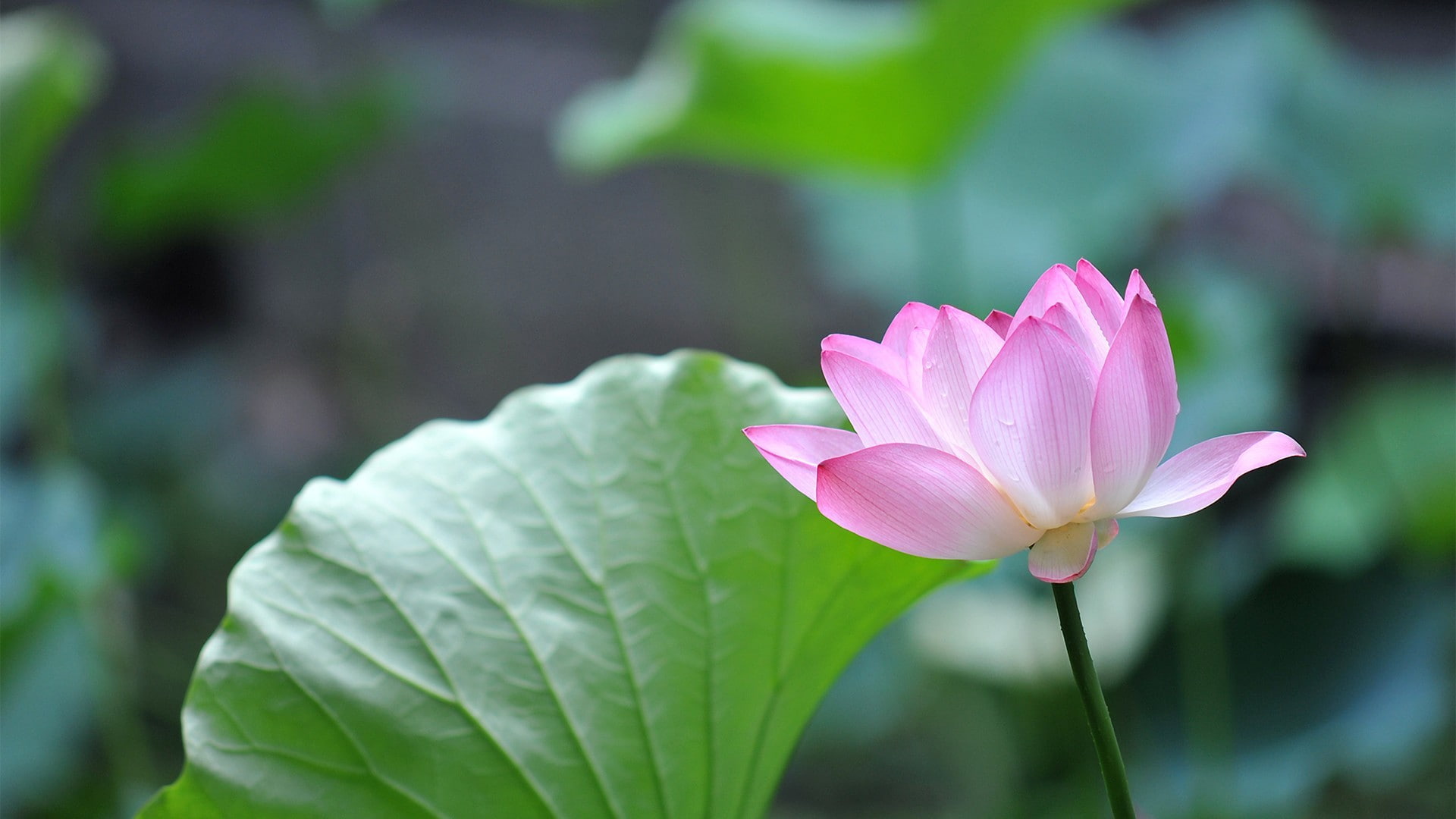 flower head, plant, plant part, pond, fragility, growth, water, beauty in nature, water lilies, inflorescence, nature, flowering plant, petal, close-up, HD Wallpaper