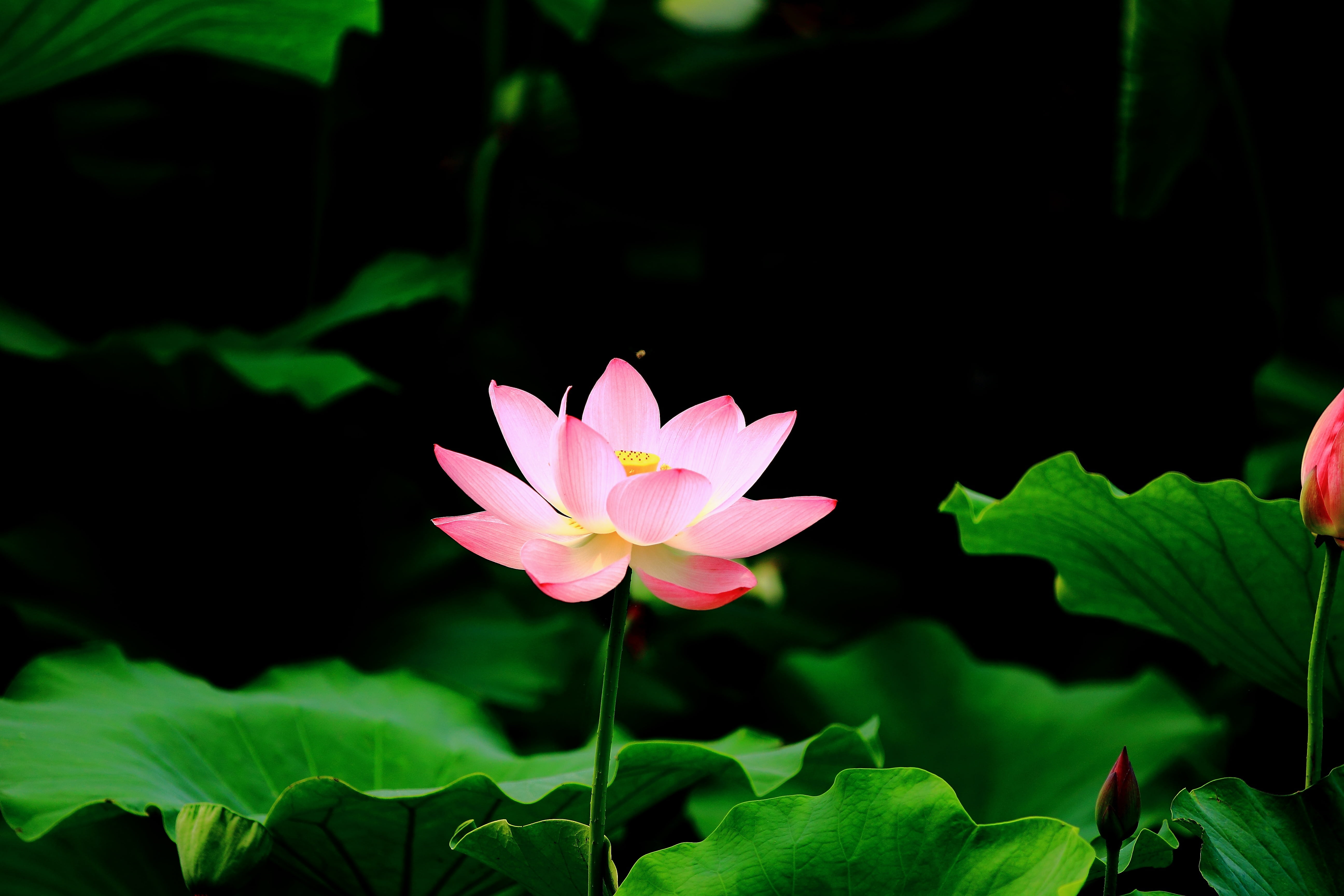 flower, flowering, outdoors, growth, inflorescence, pollen, lotus, freshness, close-up, plant part, vulnerability, plant, leaf, lutos, petal, no people, HD Wallpaper