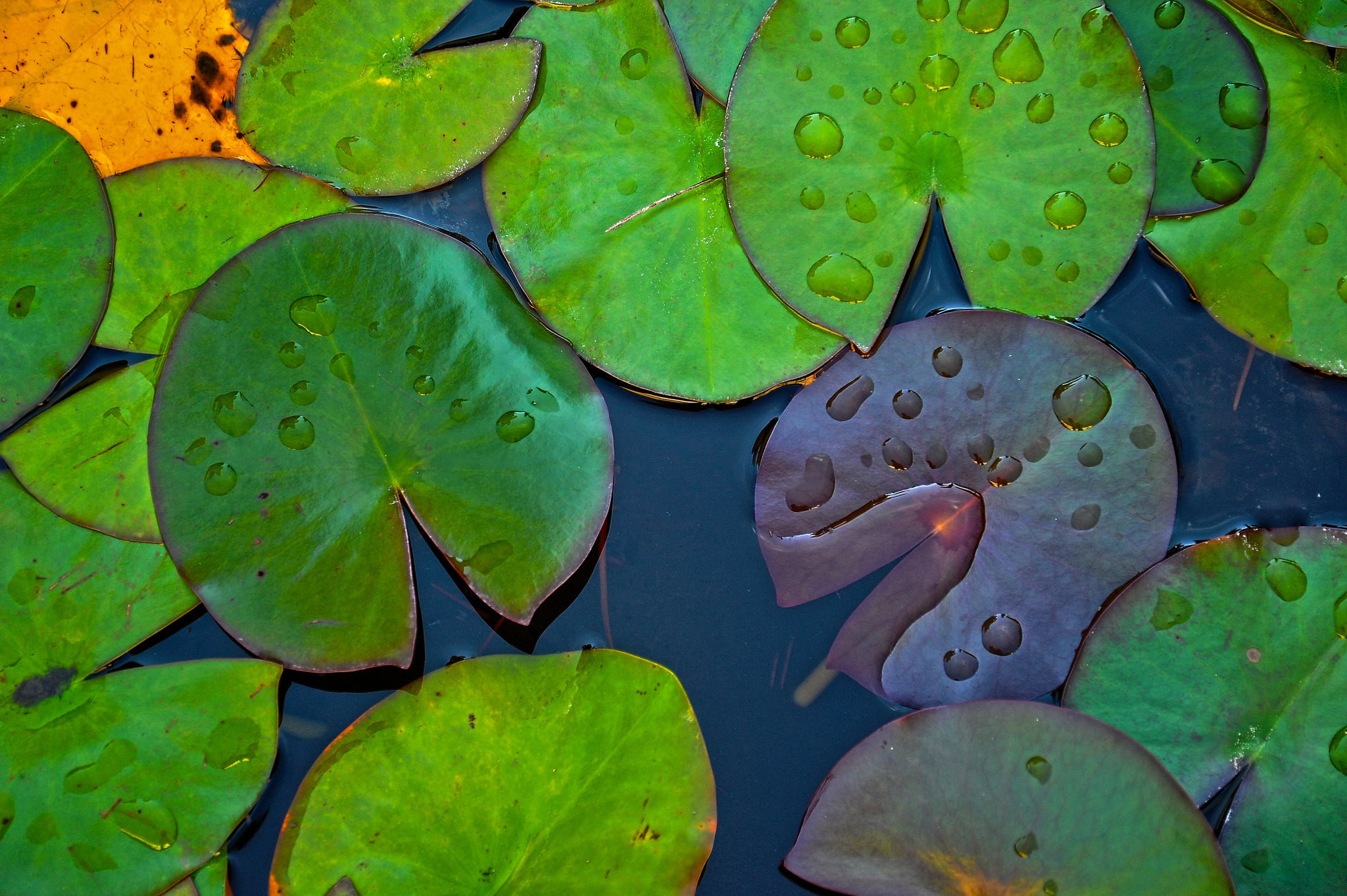 leaf, water, full frame, plant, growth, close-up, 1080P, beauty in nature, floating on water, print, lotus water lily, green, water lily, no people, plant part, HD Wallpaper