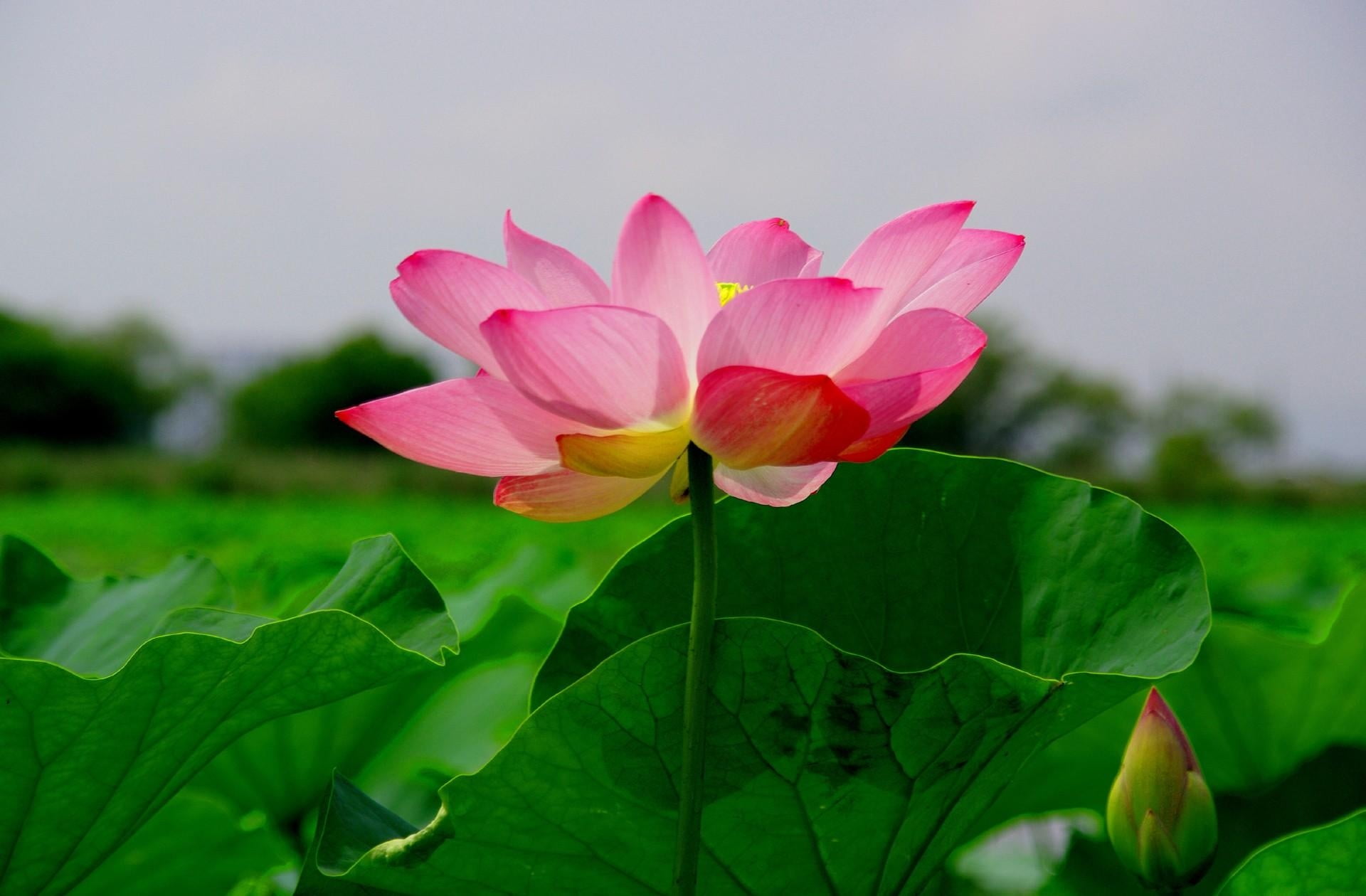 summer, flower Head, multi Colored, water, green, springtime, vulnerability, lotus, fragility, purple, pink, botany, leaf, plant, lotus Water Lily, freshness, HD Wallpaper
