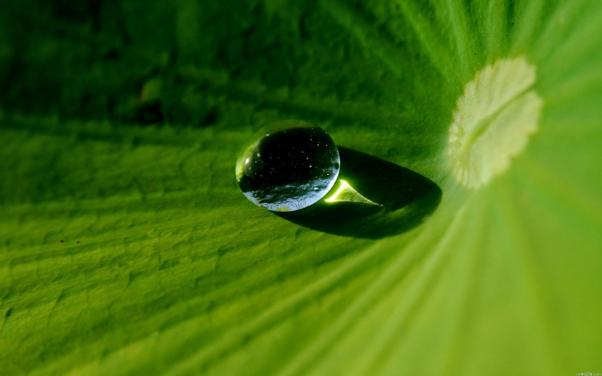 1080P, Leaf, Lotus, Dew, Macro, HD Wallpaper