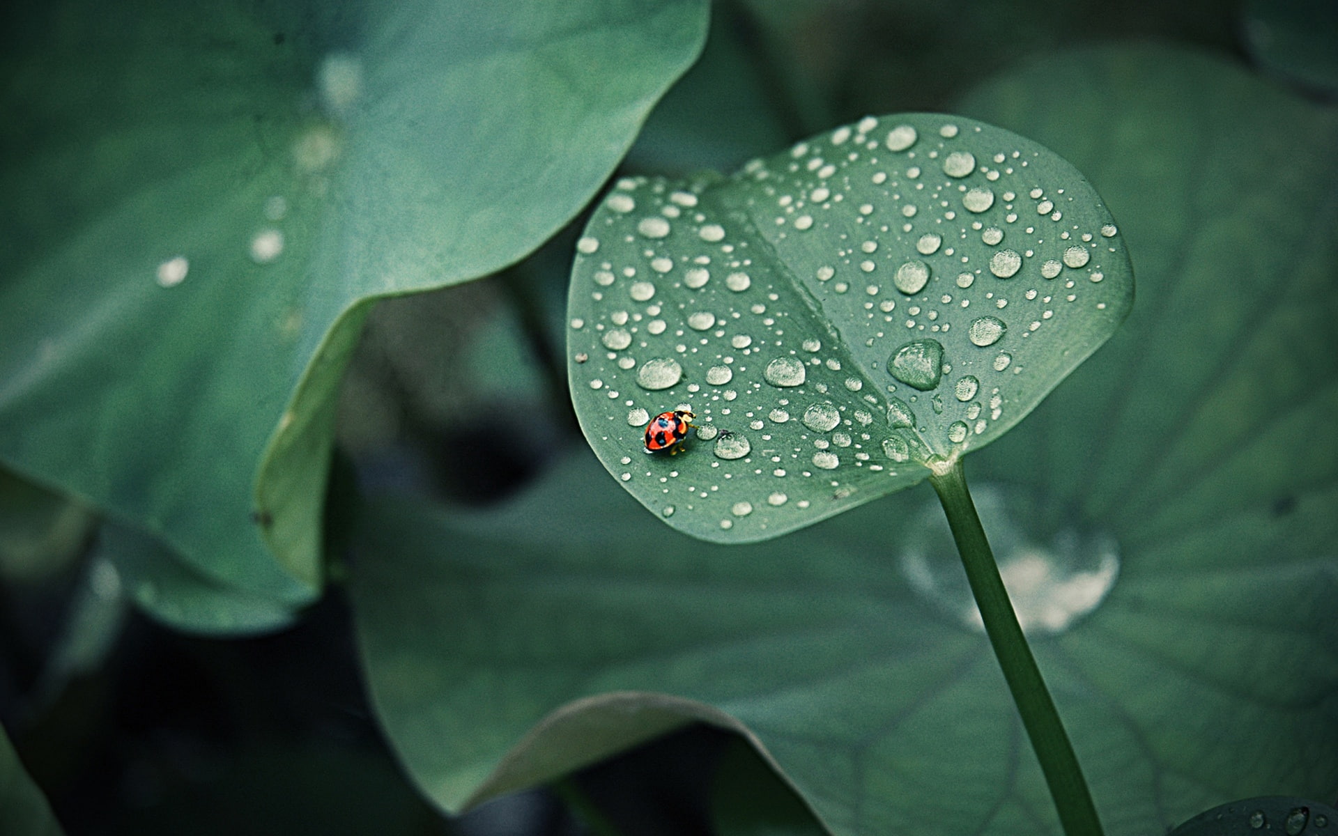 Water, Green, Lotus, 1080P, Leaf, plant, Insects, Ladybug, Drops, HD Wallpaper