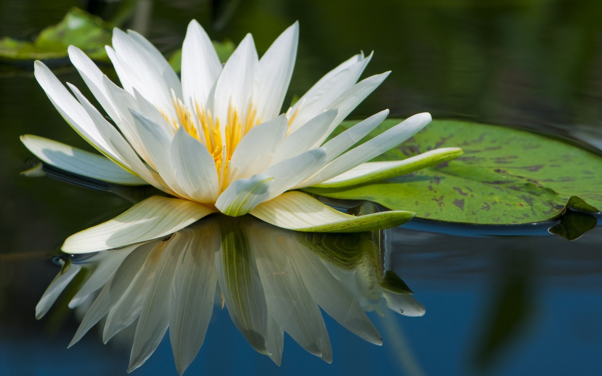 vulnerability, plants, leaf, flower head, 1080P, growth, water lily, lake, close-up, petal, flower, nature, beauty in nature, floating on water, inflorescence, HD Wallpaper