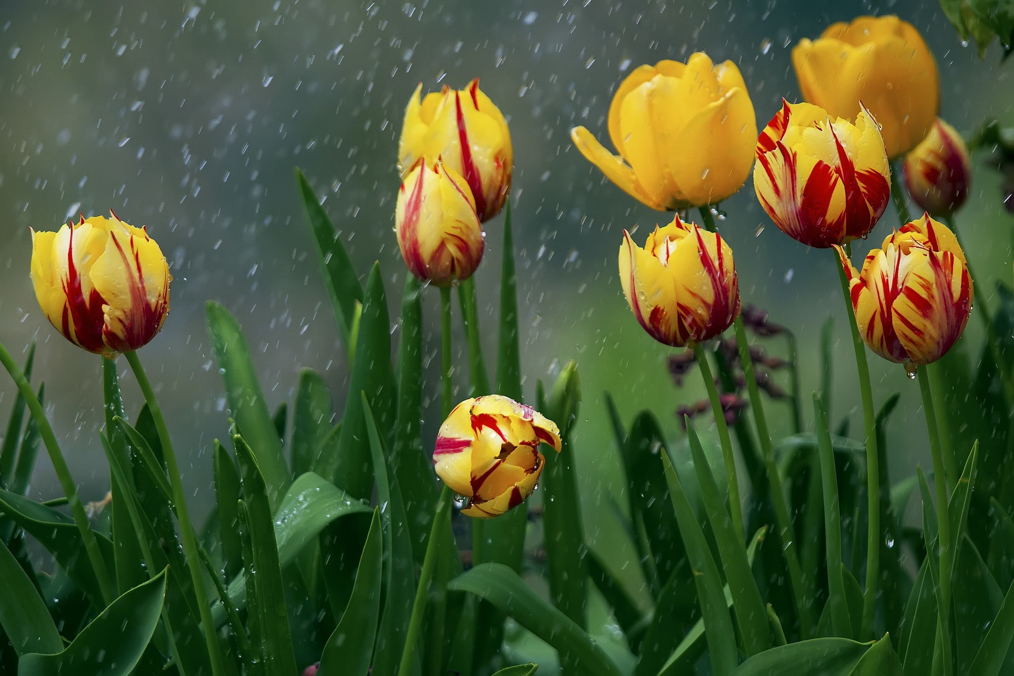 flower, inflorescence, water, close-up, plant, tulip, yellow, leaf, flower head, nature, petal, growth, flowering plant, fragility, vulnerability, no people, HD Wallpaper