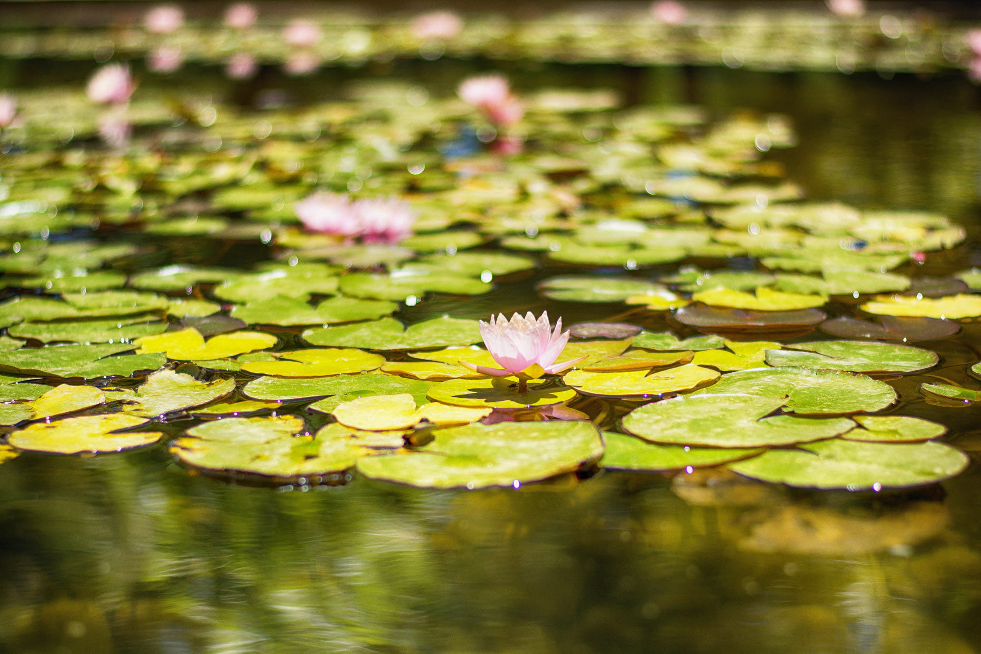 1080P, waterlily, nelumbo, fragrant, water, baharloo, plant, farshid, pond, leaf, lily, 500px, garden, shinobazu, botanical, flora, HD Wallpaper