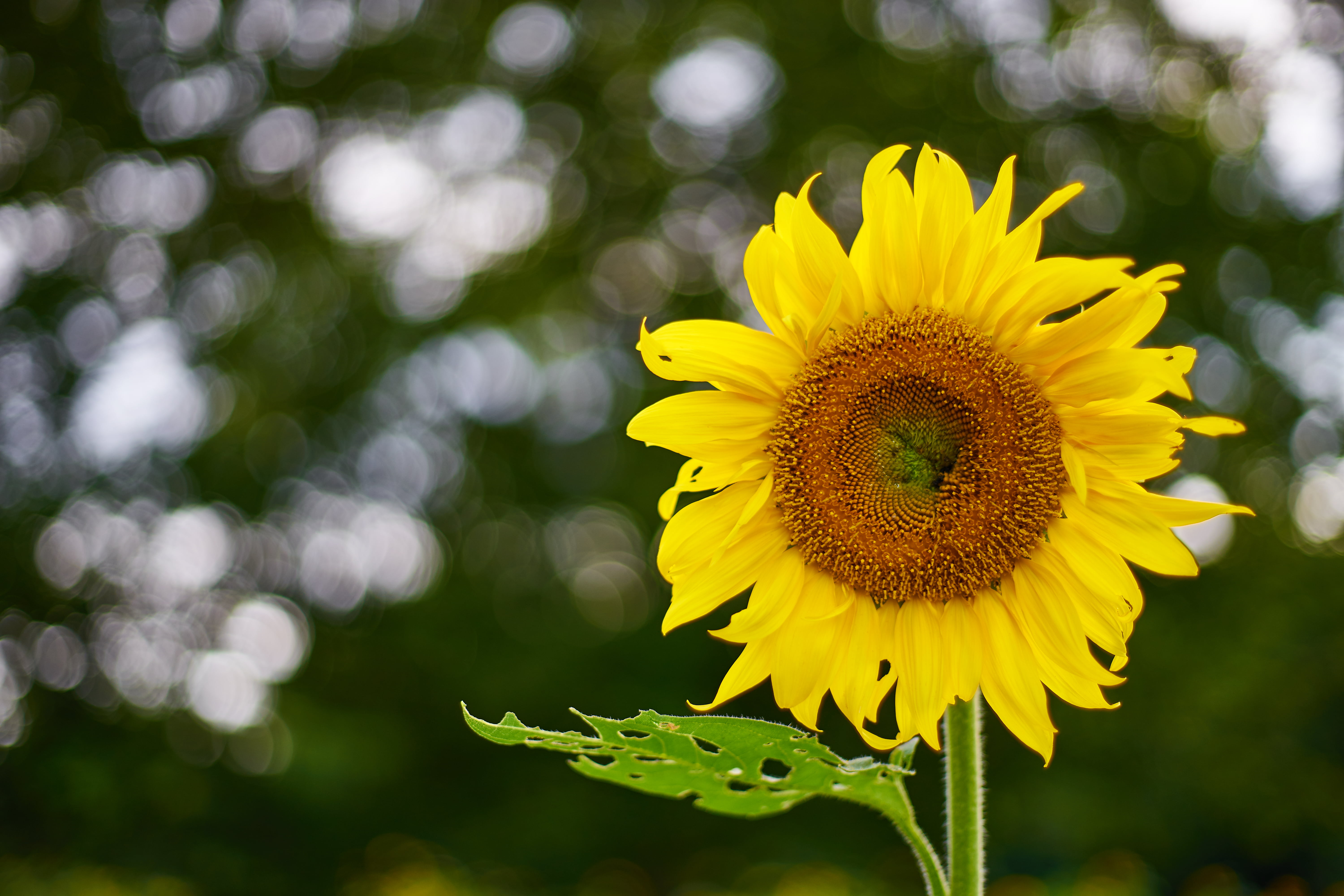 agriculture, rural Scene, None, Carl  Zeiss, SunFlower, field, flower, Contax, yellow, Planar, 5K, outdoors, plant, close, ヒマワリ, photography, F1.4, summer, HD Wallpaper