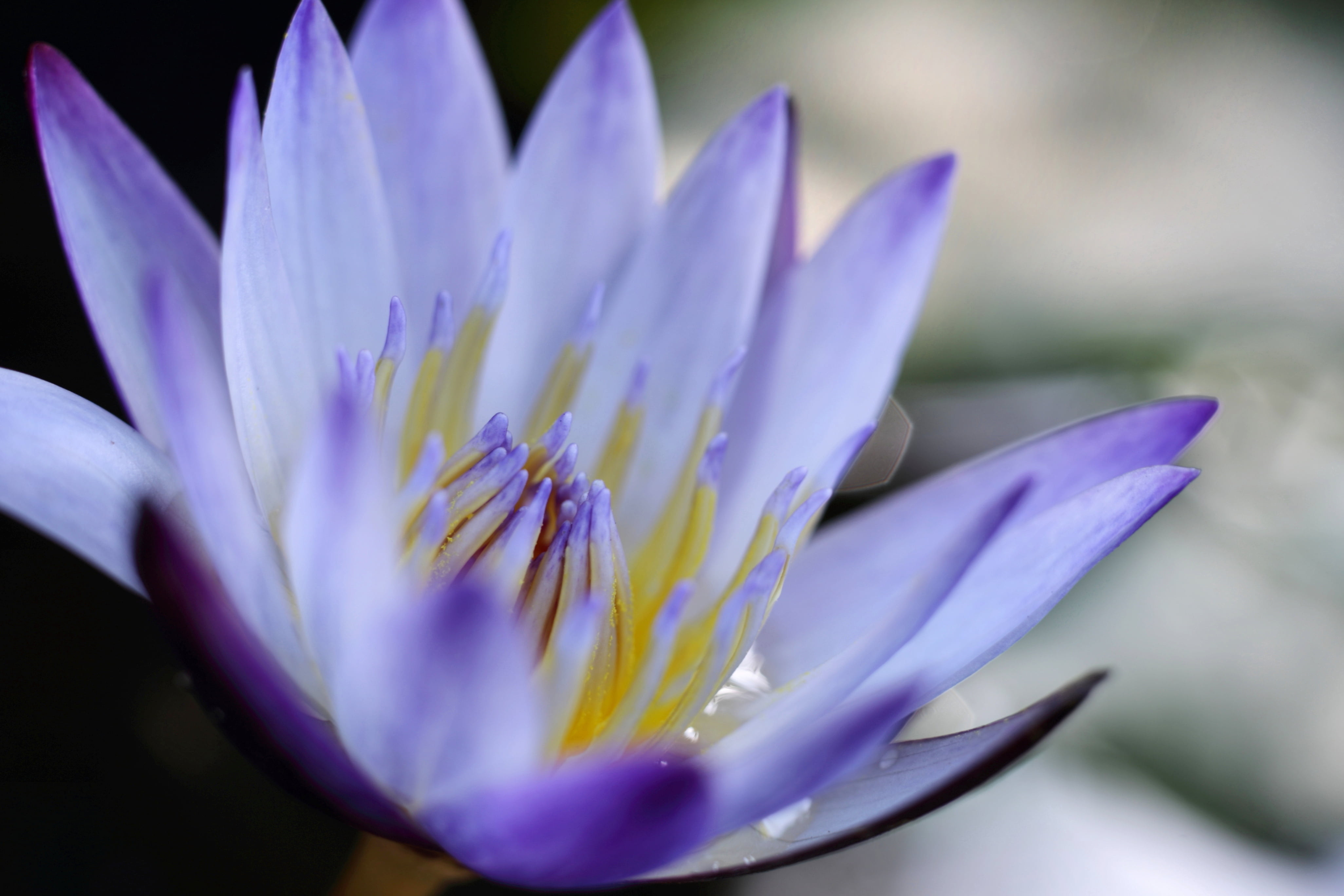 leaf, petal, water Lily, close-up, plant, beauty In Nature, petaled, botany, Carl  Zeiss, closeup photography, Contax, pond, flower, lake, lotus Water Lily, HD Wallpaper