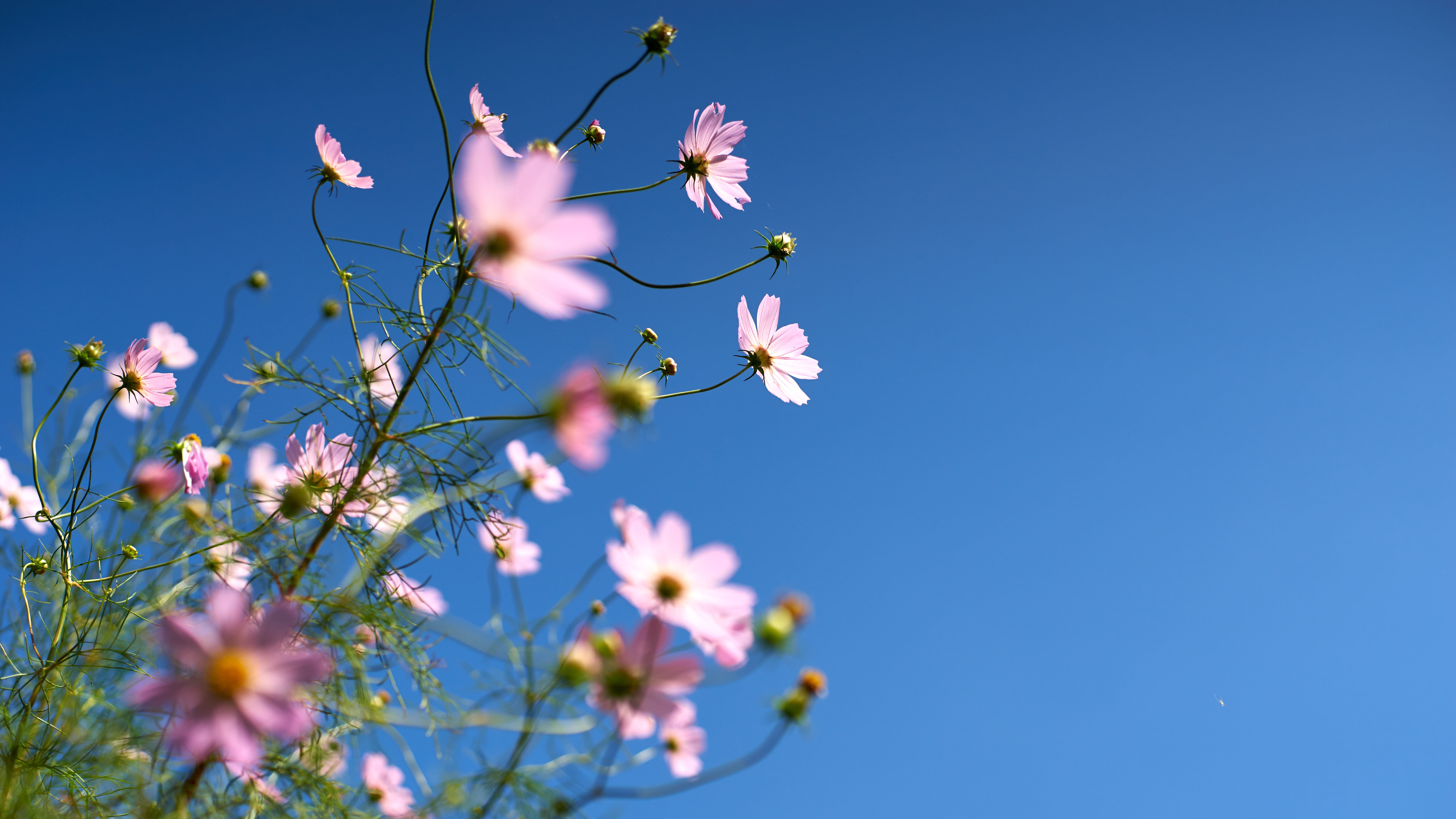 selective, Sun Light, 5K, petaled, None, blue, Planar, springtime, selective focus, flower, outdoors, nature, F1.4, photography, pink, summer, plant, focus, HD Wallpaper
