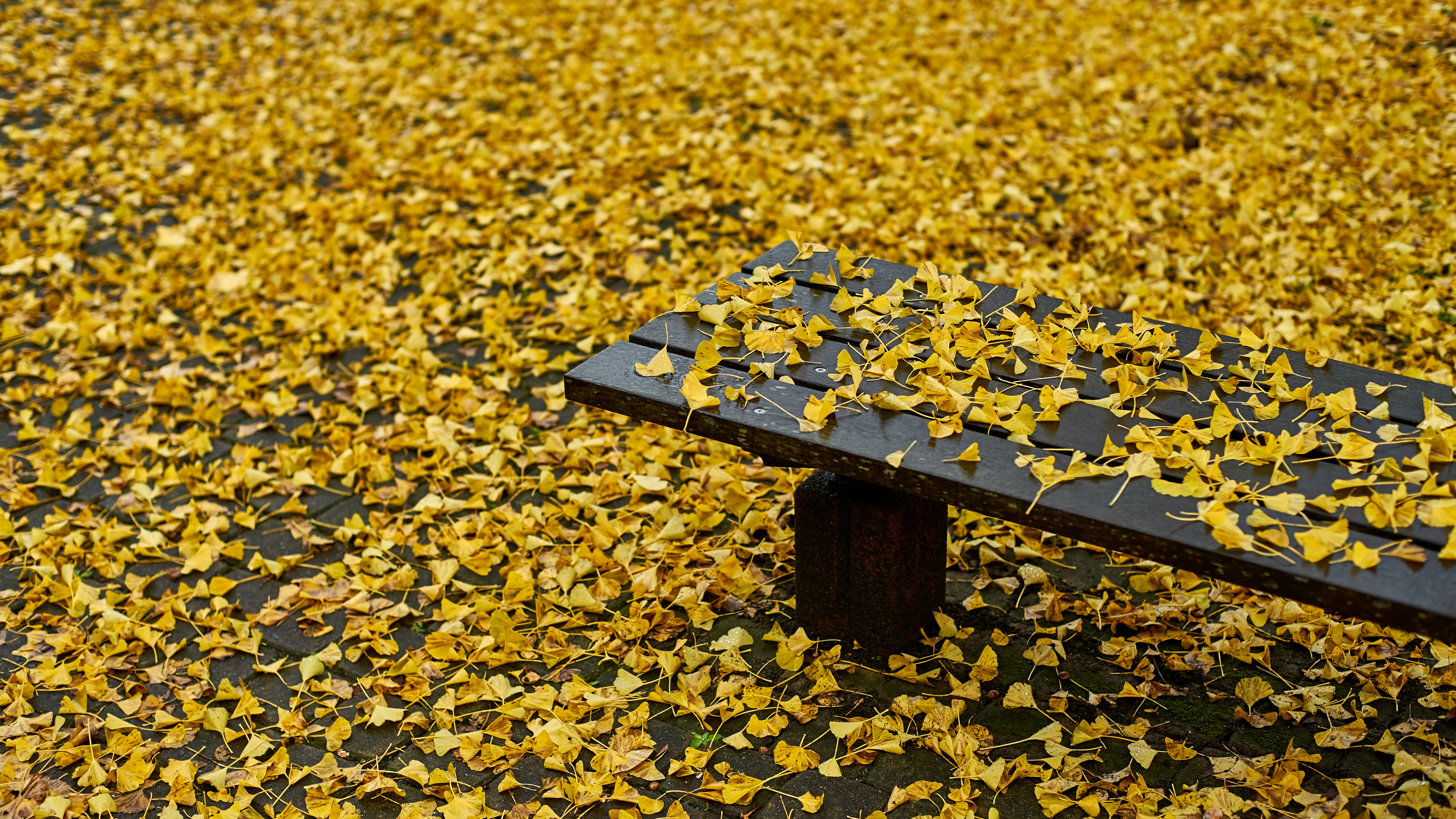 銀杏, 5K, autumn, wooden, F1.4, petales, green, bench, leaf, After the Rain, outdoors, Planar, None, Contax, yellow, wooden bench, black, nature, HD Wallpaper