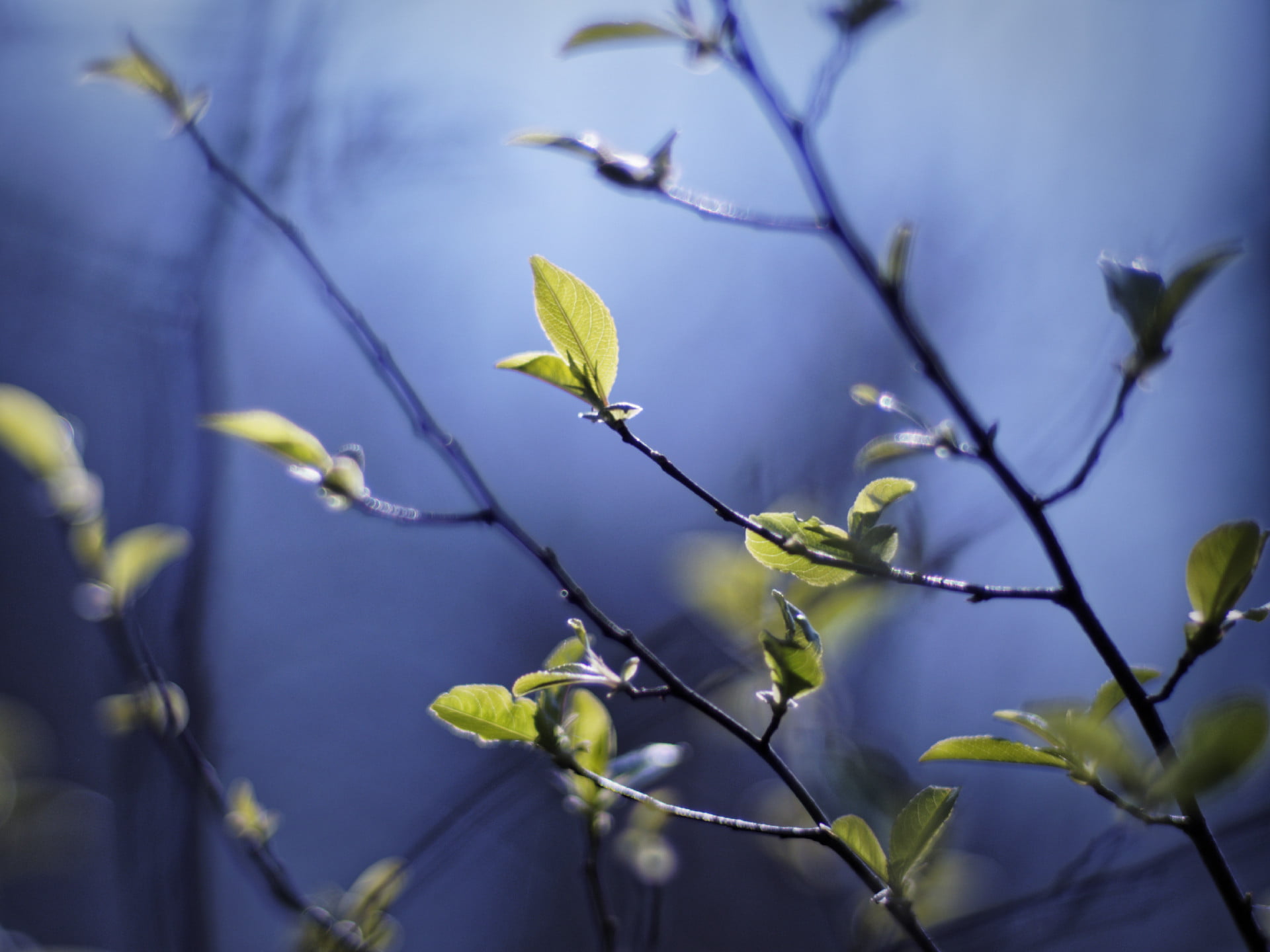 Natur, nature, close-up, tree, green Color, selective, plant, OMD, branch, green leaf, close, Olympus, outdoors, leaves, in the mood, springtime, green, HD Wallpaper