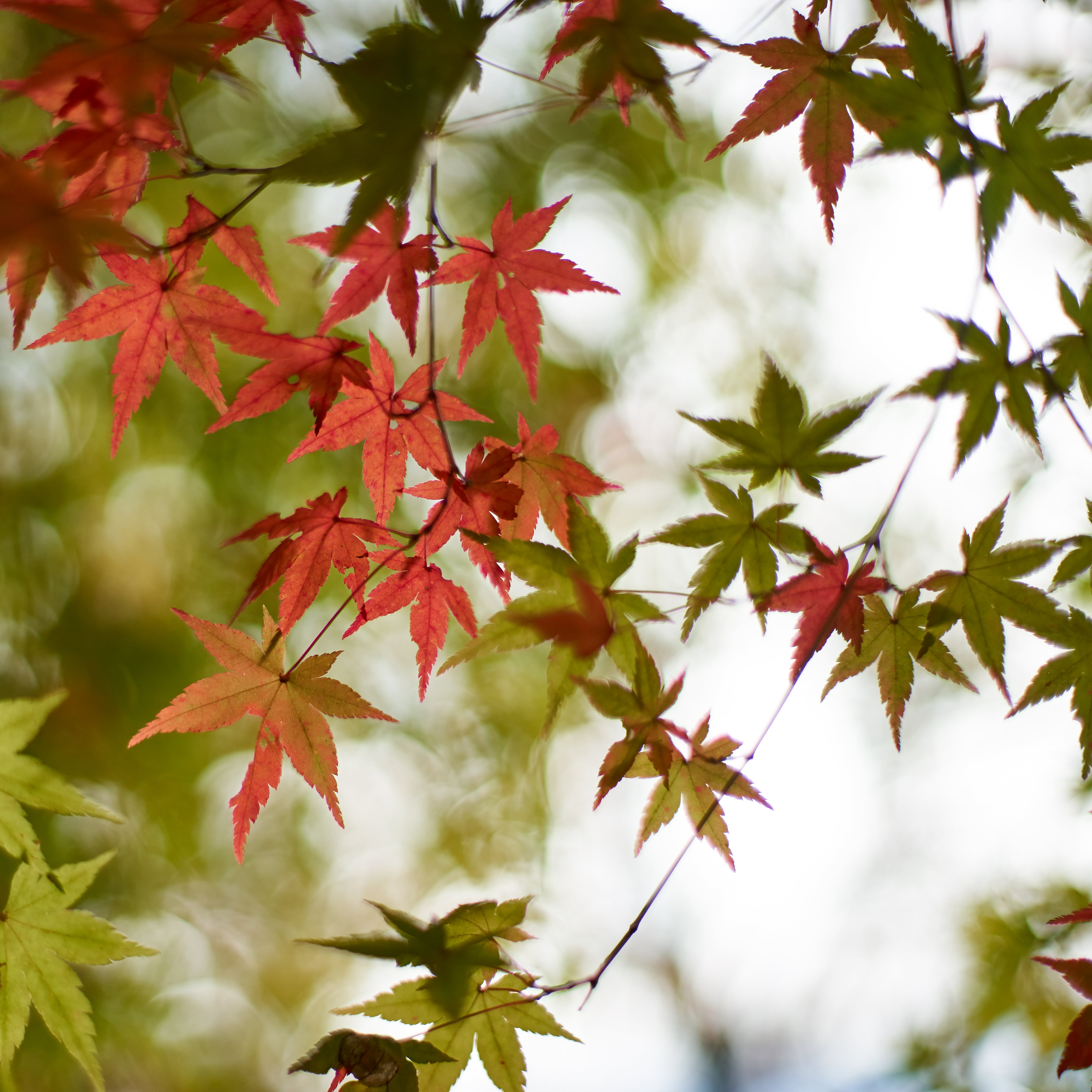 leaves, photography, forest, outdoors, season, Colors of the Wind, branch, tree, None, red, leaf, F1.4, nature, 4K, maple Tree, Contax, orange, autumn, Phone HD Wallpaper