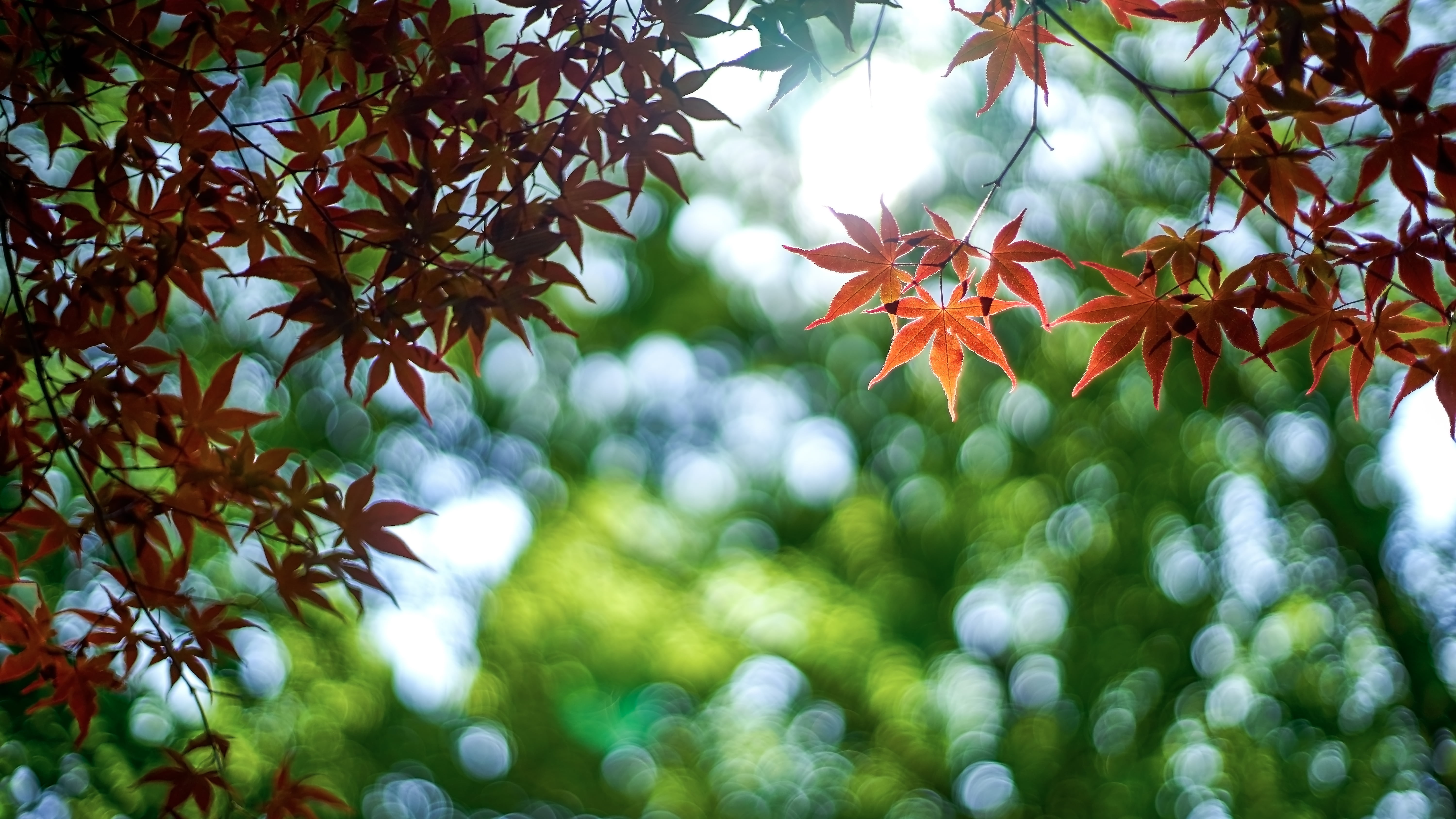 daytime, 5K, forest, branch, selective focus, backgrounds, season, T*  1.4, nature, leaf, selective, outdoors, Planar, plant, orange, None, tree, Sunlight, HD Wallpaper