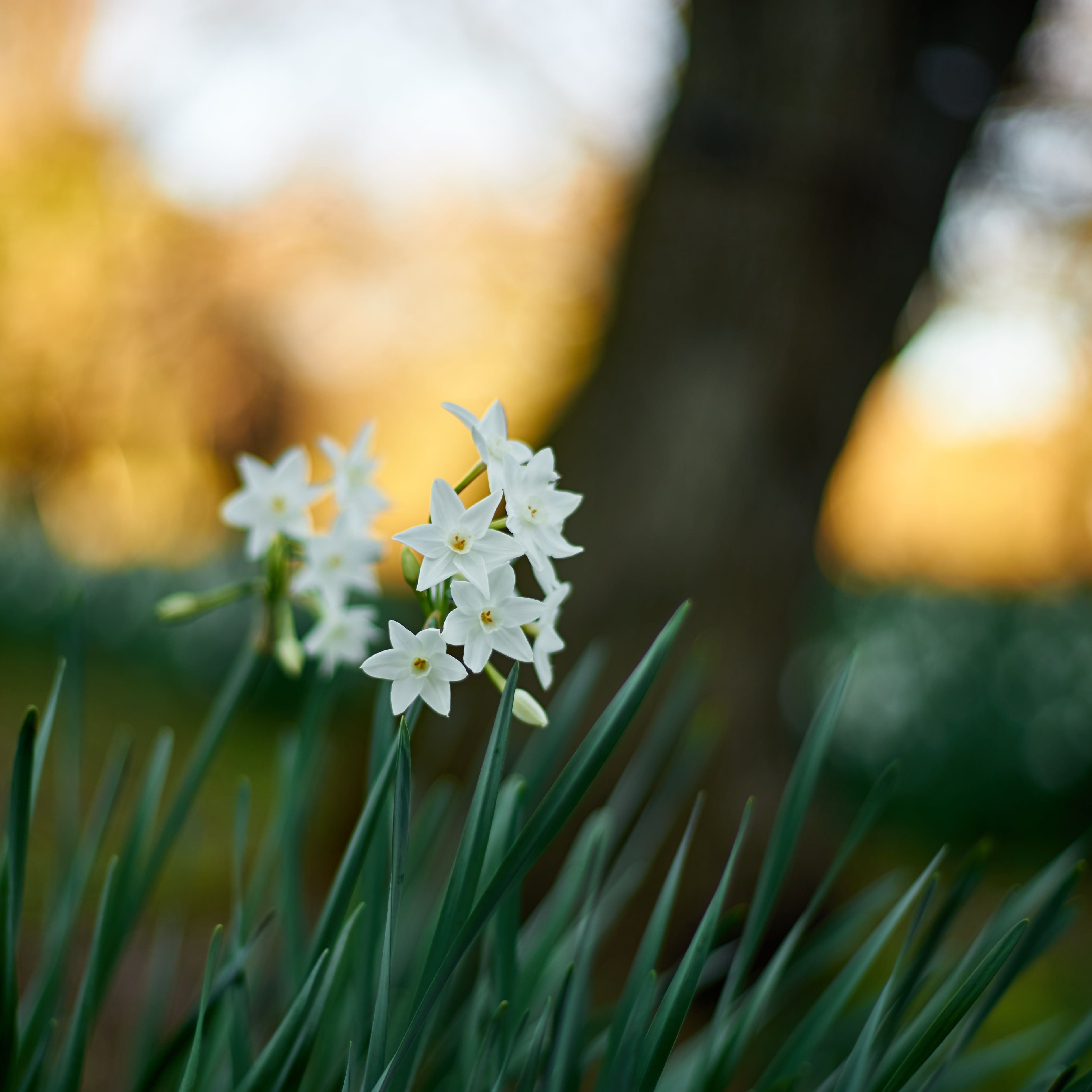Paper, パ, Contax, summer, ペ, close-up, flower Head, White, macro, petaled, macro photography, None, nature, 4K, plant, photography, F1.4, flower, Planar, Phone HD Wallpaper