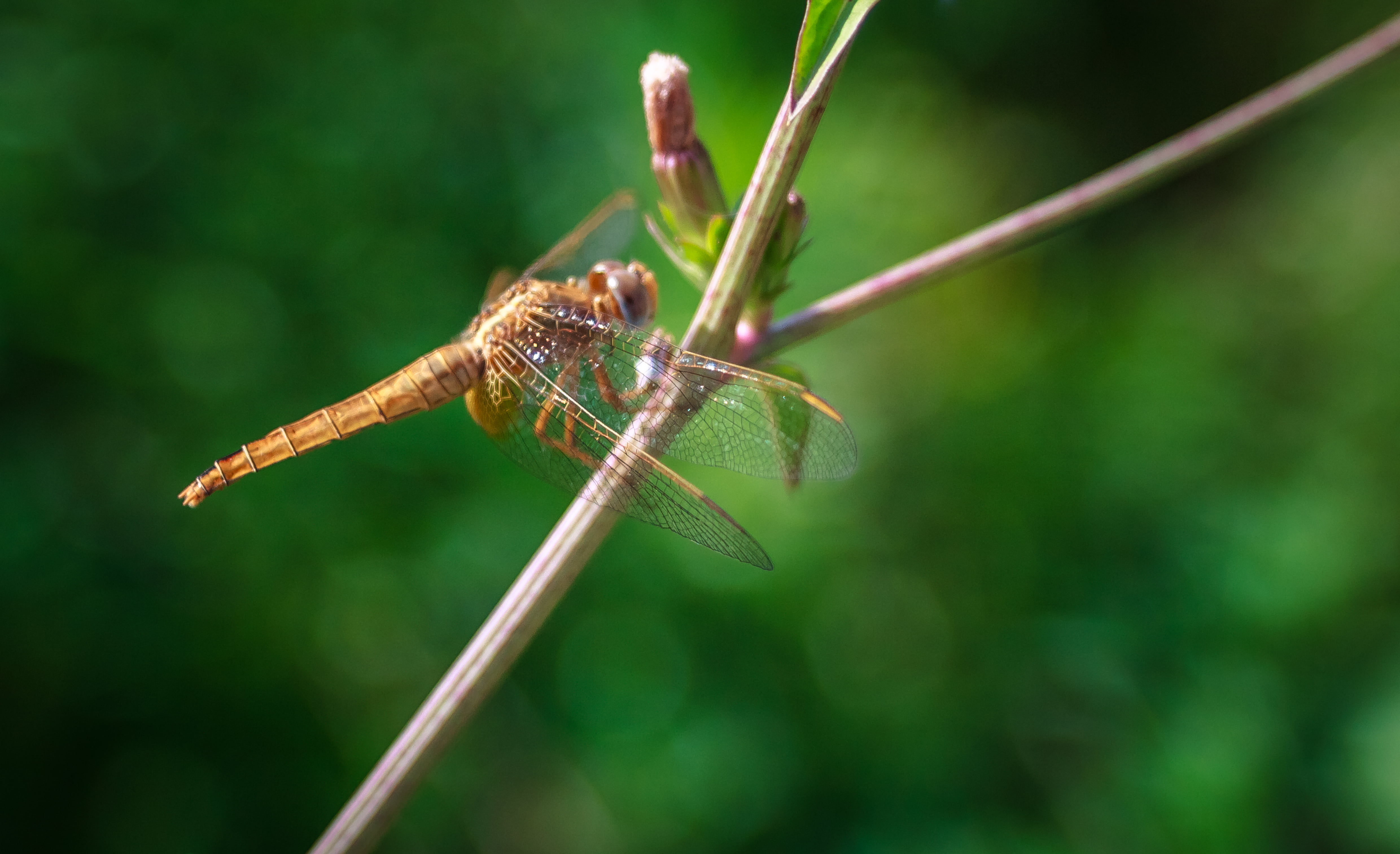 dragonfly, m42, romania, 4K, brown, green, macro, wildlife, twig, sorin, insect, Carl  Zeiss  Jena, nature, close-up, Wings, 35mm, animal, HD Wallpaper