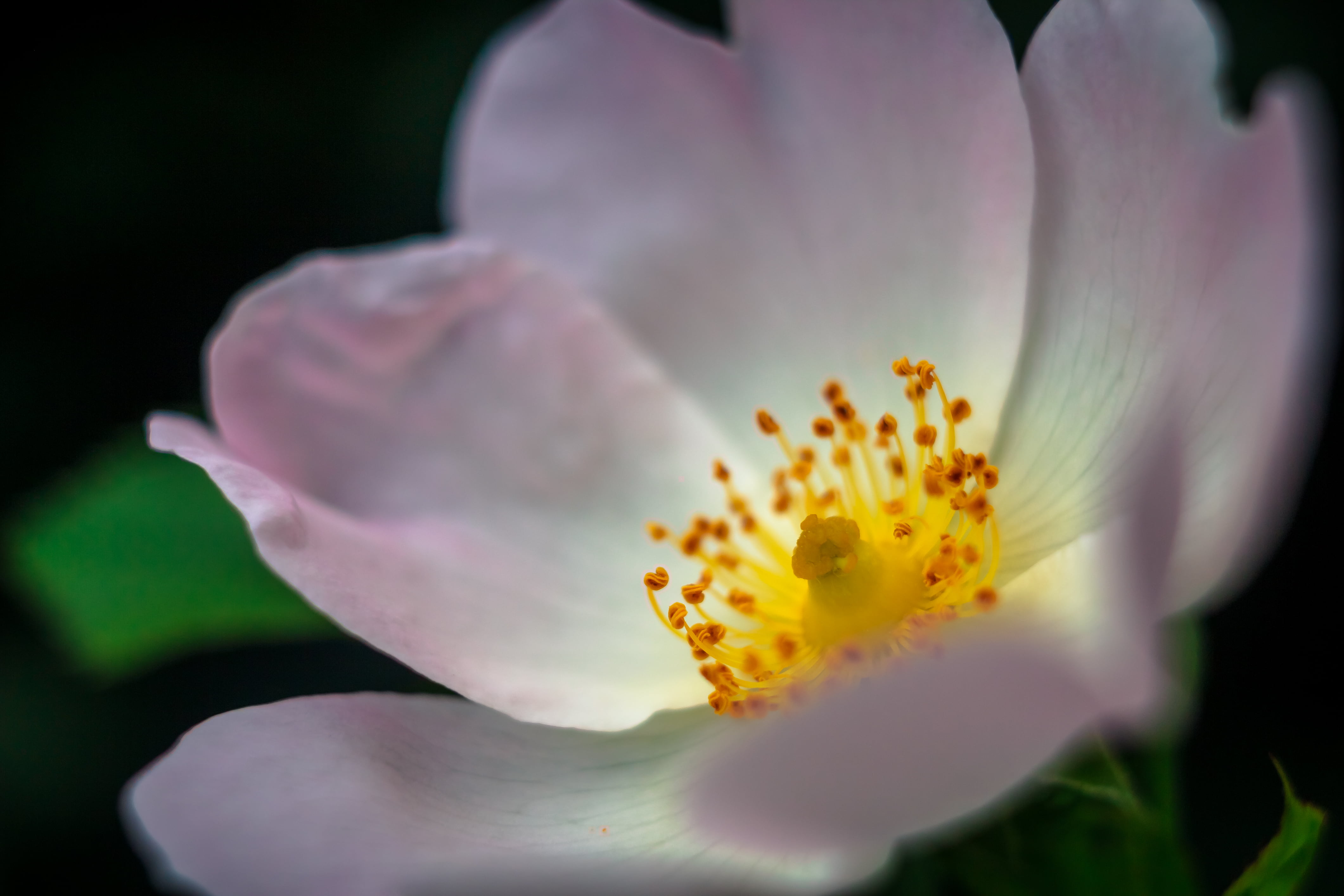 close-up, poppy, in bloom, petal, plant, M42, flower Head, beauty In Nature, pink, macro, Jenna, 35mm, 4K, sorin, Carl  Zeiss, nature, flower, photp, bloom, HD Wallpaper
