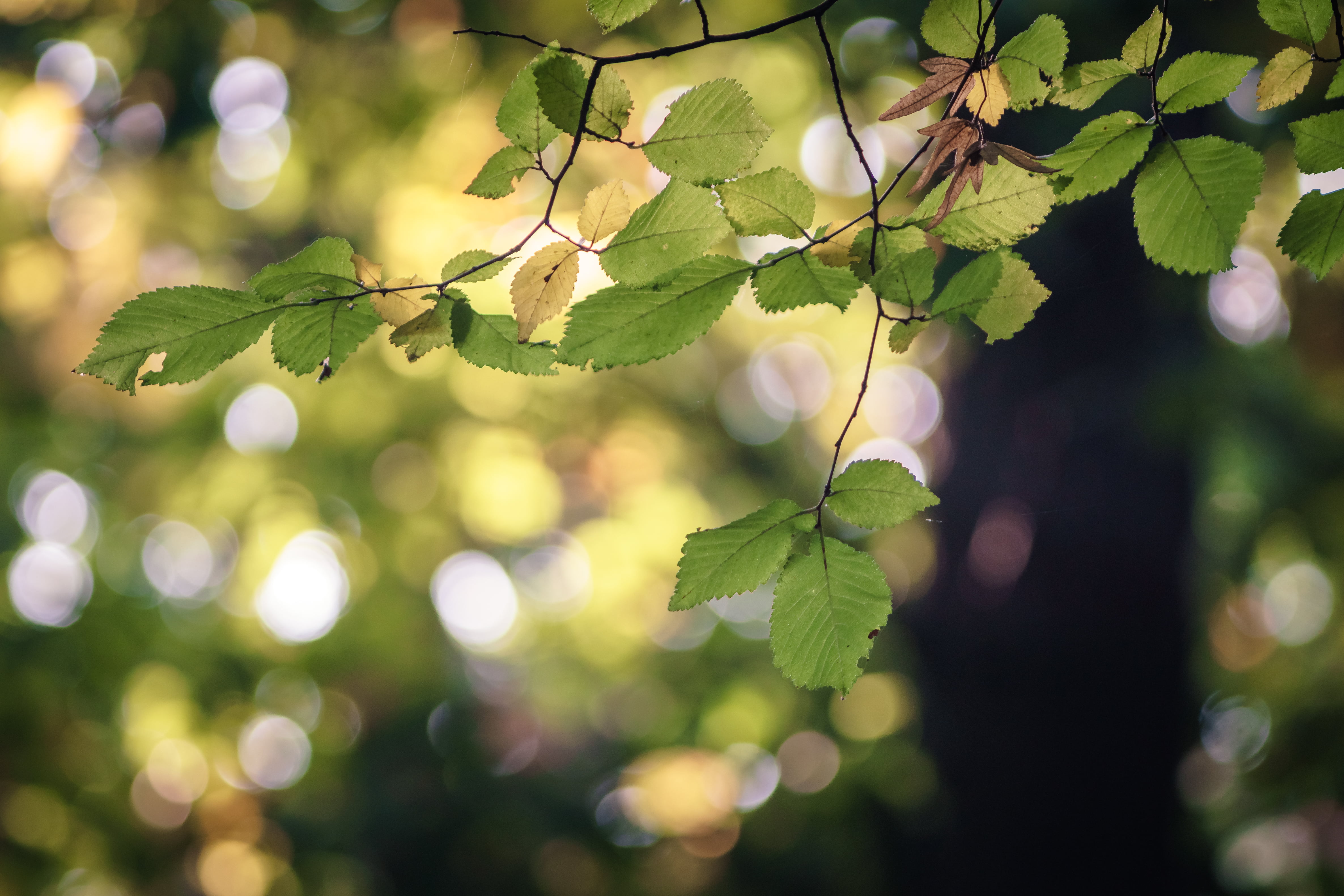 green, shallow, Leafs, 4K, romania, tree, sorin, sonnar, photography, f/3.5, focus, M42, shallow focus, leaves, green leaves, carl  zeiss  jena, HD Wallpaper