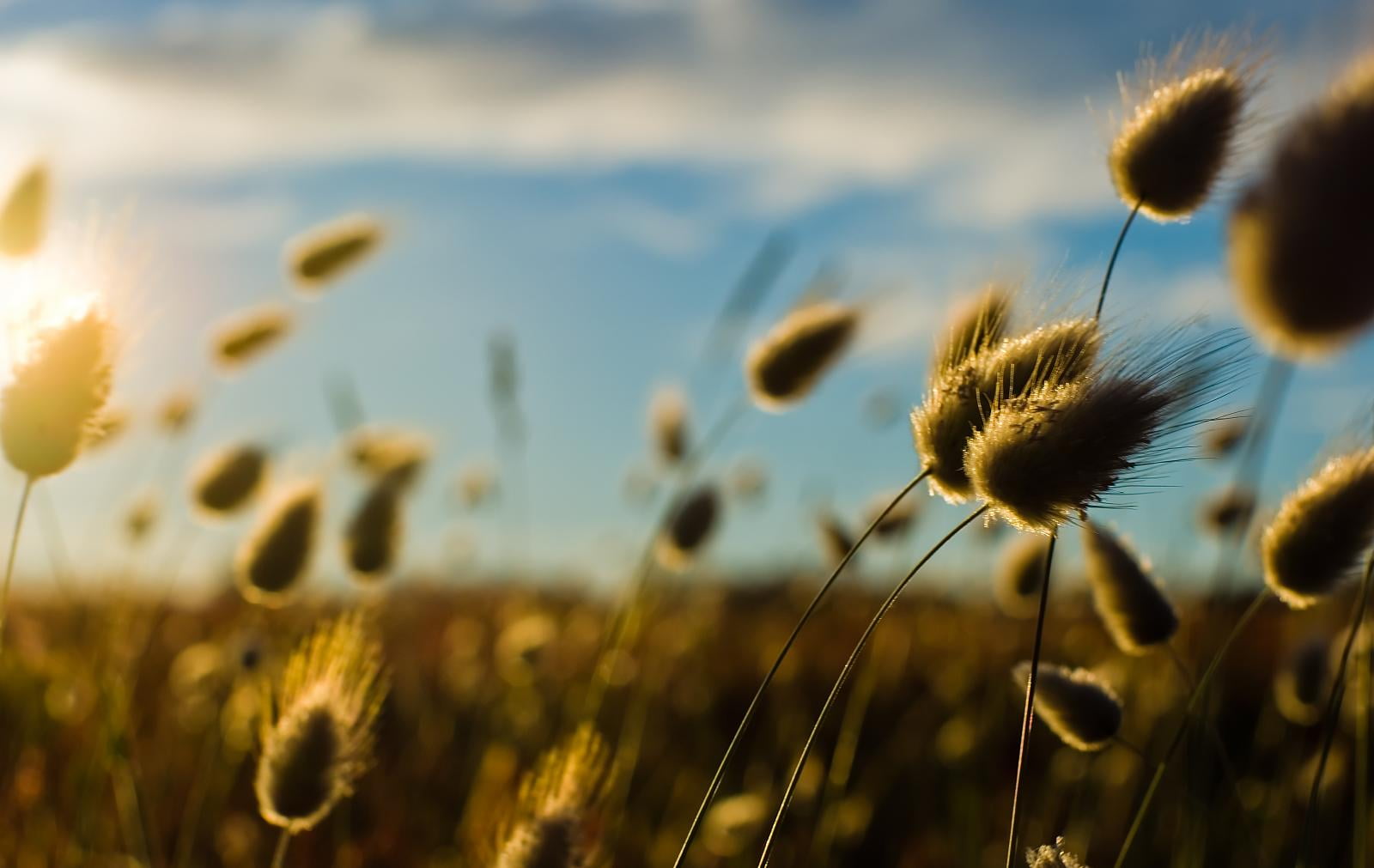sky, summer, australia, meadow, selective focus, Bokeh, grass, dandelion, field, wheat, tassie, plant, photography, bunny, focus, nature, contrast, smc, HD Wallpaper