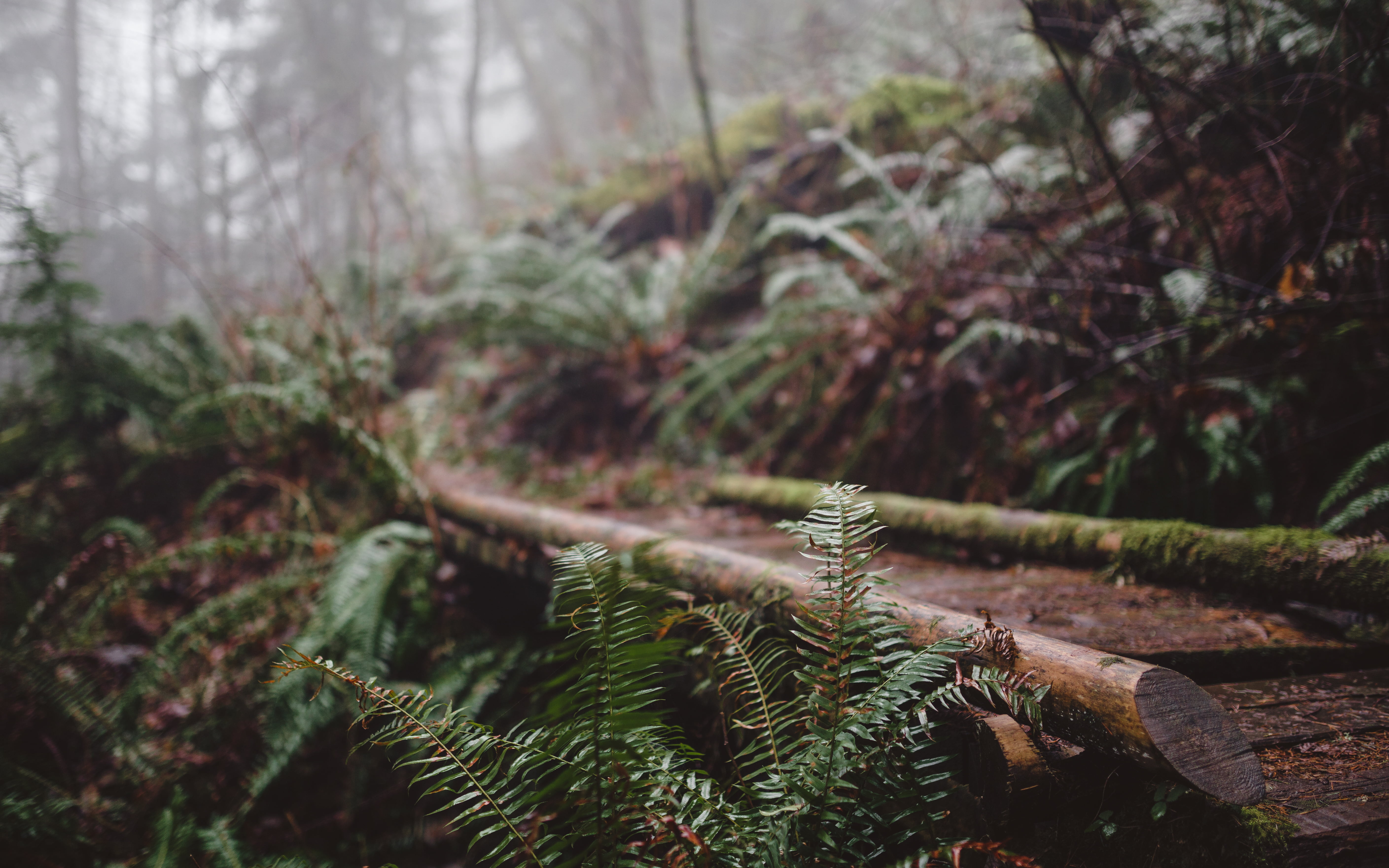 35mm, HSM, fern, tiger mountain, 5K, Keep Walking, stems, leaves, Issaquah, forest, fog, DG, Pacific Northwest, inside, path, tree, ferns, Canon EOS 5D Mark III, HD Wallpaper