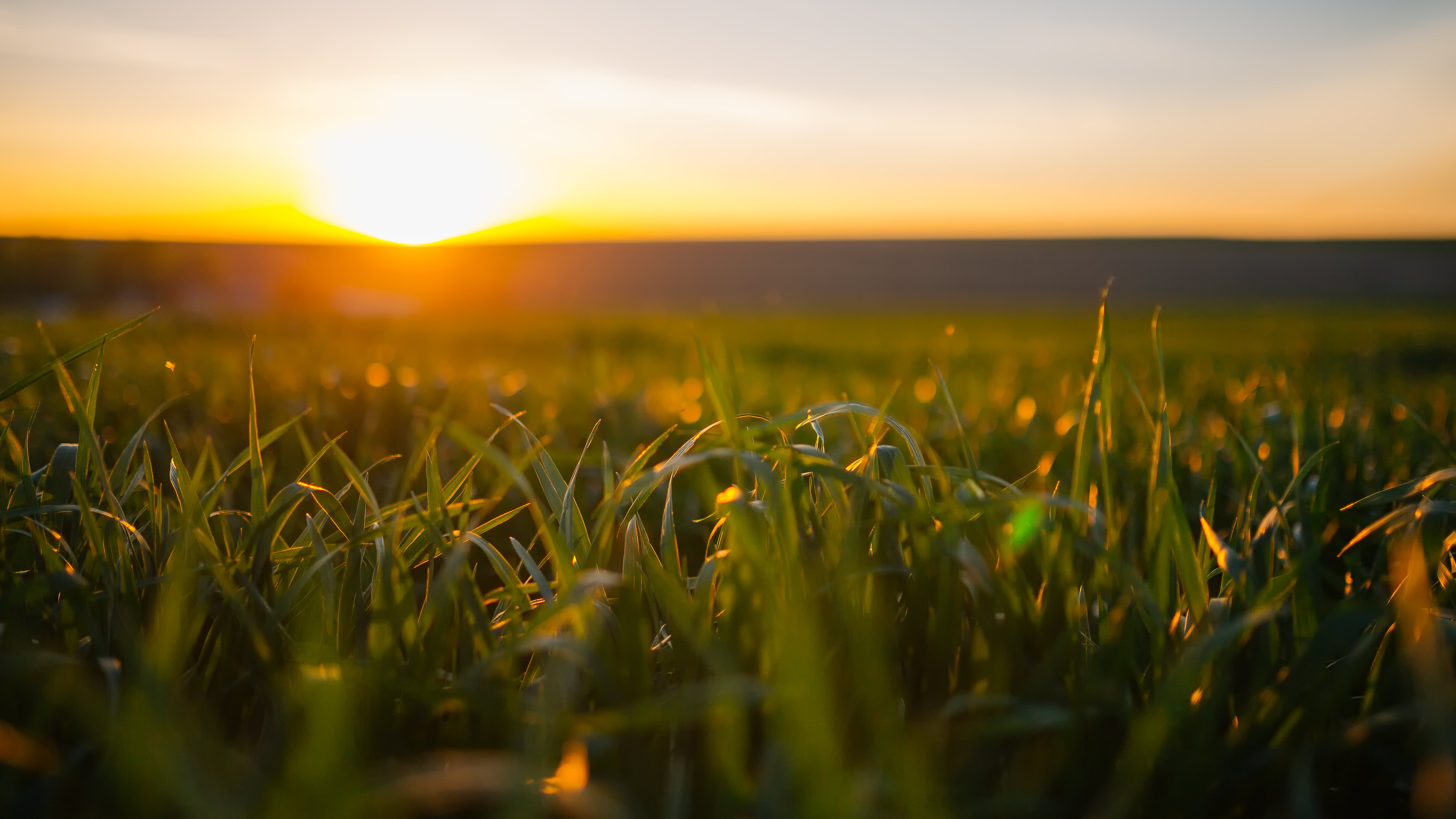 bokeh, meadow, sky, light, DG, 5K, sunrise - Dawn, field, sunlight, westrock, sunset, grass, Sigma, outdoors, nature, rural Scene, 35mm, plant, Depth of field, HD Wallpaper