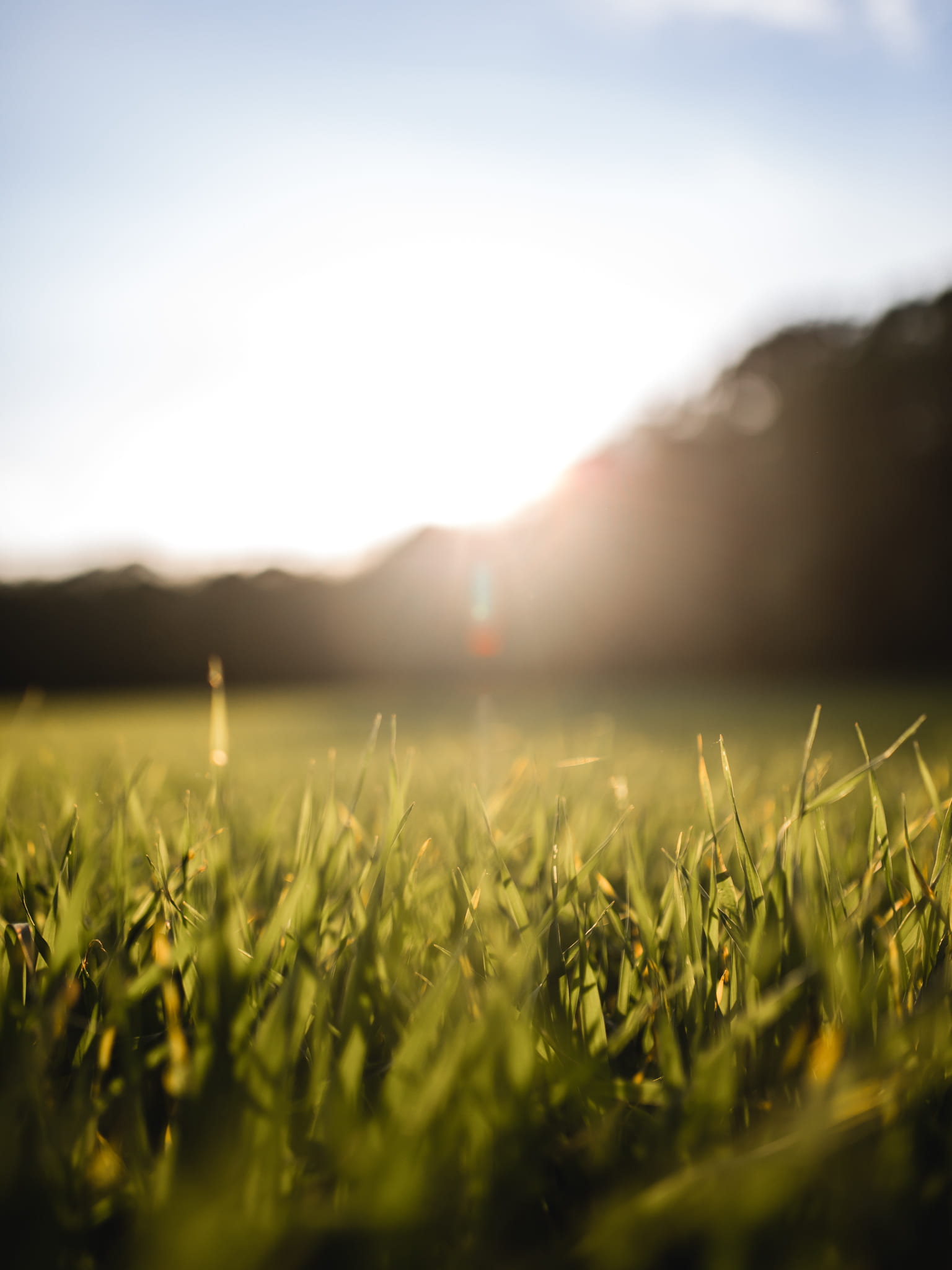 social medium, shallow, glow, f1.4, tranquil scene, explore, bright, 35mm, 4x3, tranquility, plants, field, sunlight, environment, beauty in nature, signma, Phone HD Wallpaper