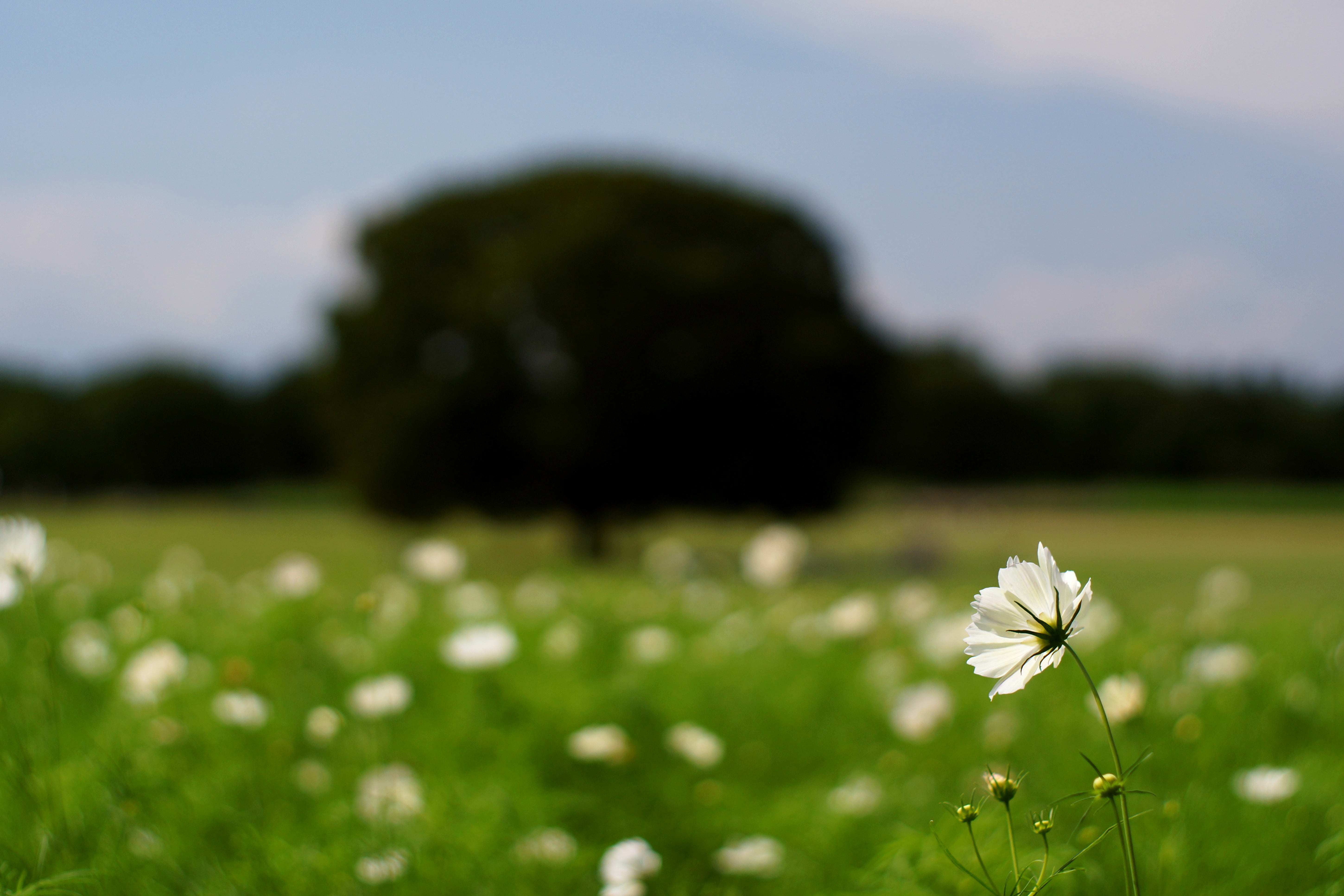flower, close-up, Super, close, grass, photo, F1.4, petaled, green Color, springtime, plant, 5K, Takumar, field, Cosmos, daytime, nature, summer, outdoors, HD Wallpaper