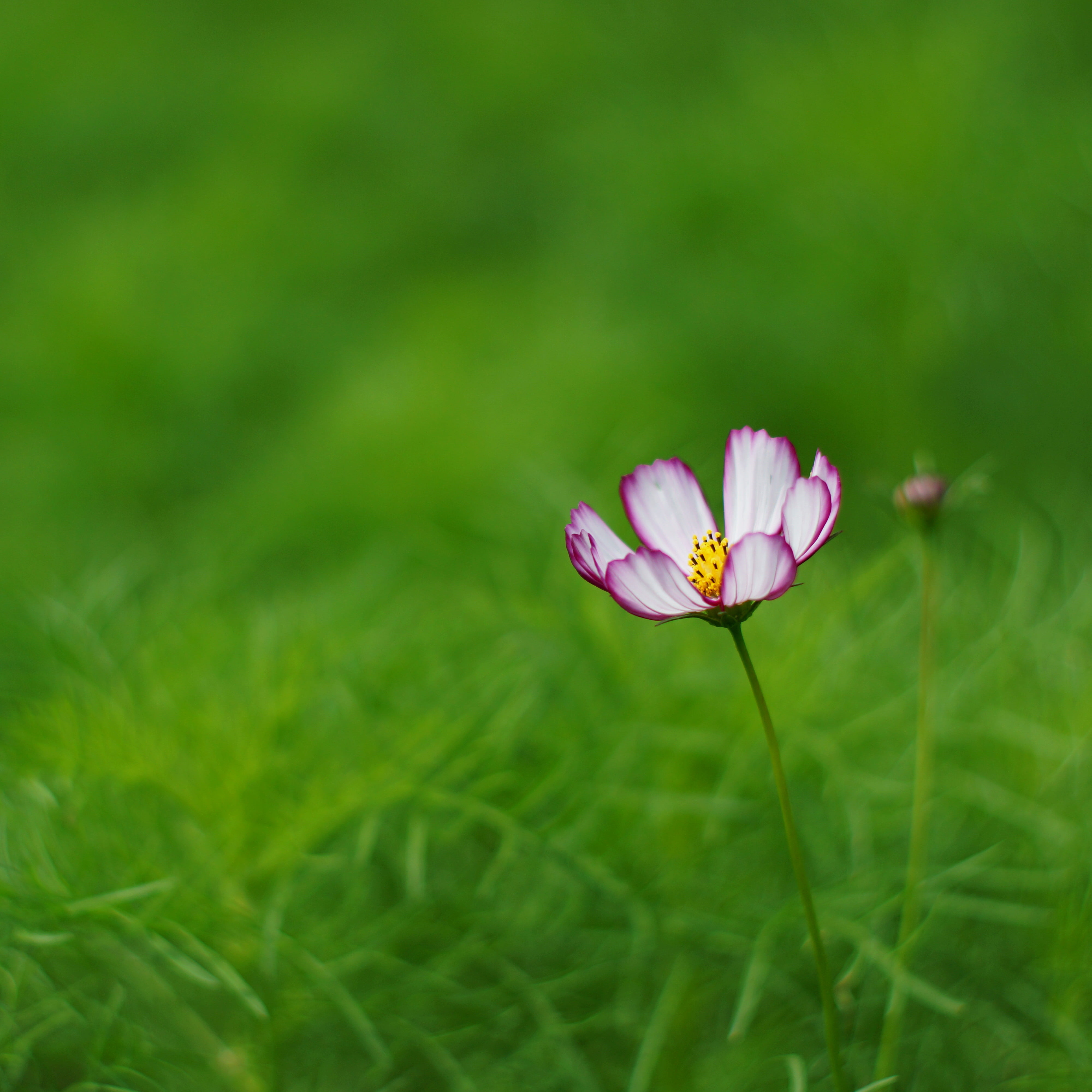 beauty In Nature, grass, outdoors, pink Color, summer, focus, F1.4, Cosmos, selective, purple, Rudbeckia, Super, plant, nature, green Color, selective focus, Phone HD Wallpaper