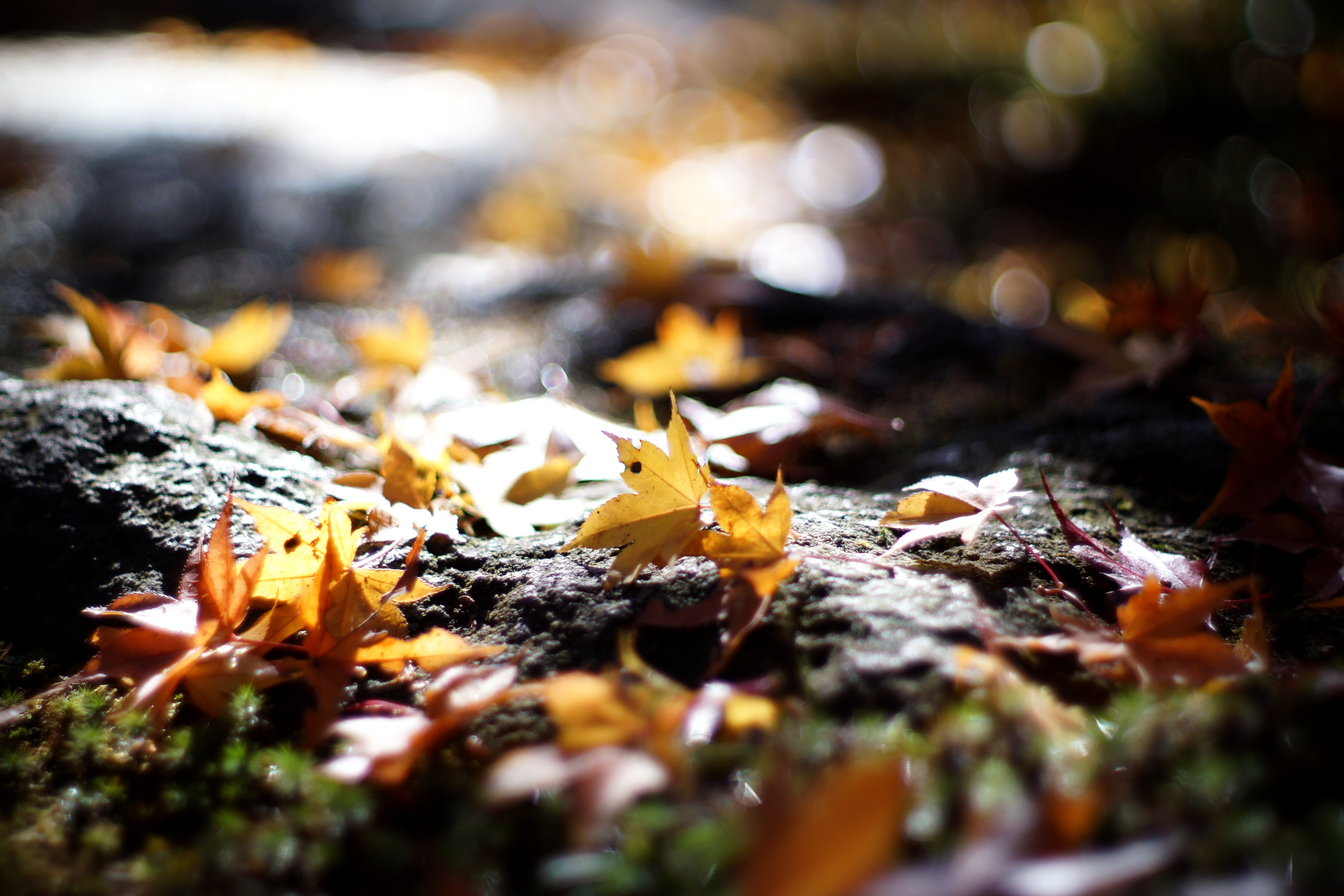 season, Slumber, outdoors, F1.4, selective focus, leaf, autumn leaves, photography, focus, leaves, beauty In Nature, close-up, nature, backgrounds, orange Color, HD Wallpaper