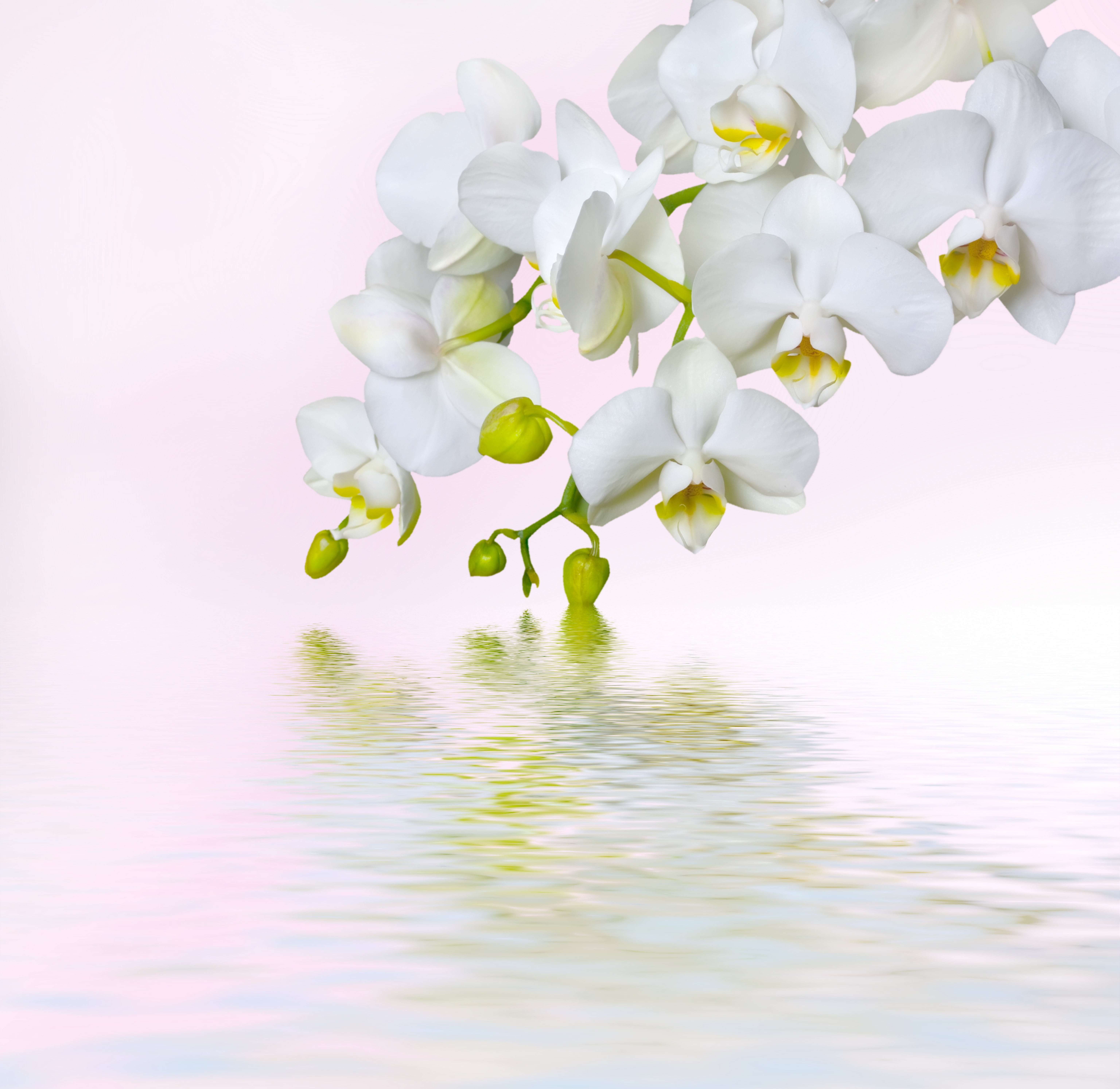 bouquet, petals, tree, flowers, freshness, flowering plant, tropical Climate, beauty, stem, studio shot, tenderness, summer, nature, orchids, frangipani, HD Wallpaper
