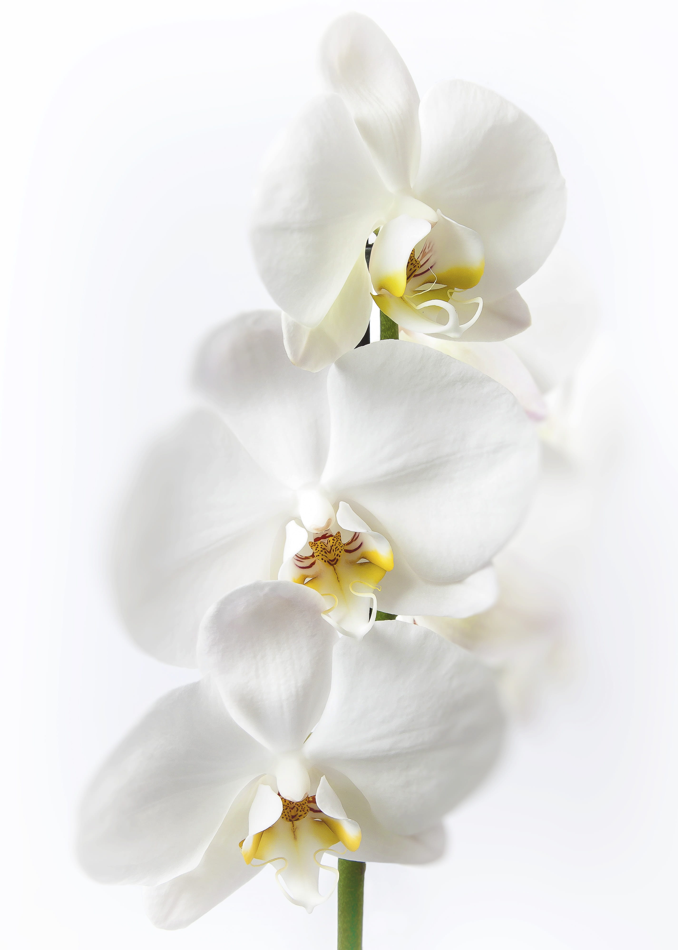 flora, blossom, white color, beauty in nature, Phalaenopsis, phalaenopsis orchid, butterfly orchid, tropical, vulnerability, studio shot, freshness, growth, Phone HD Wallpaper