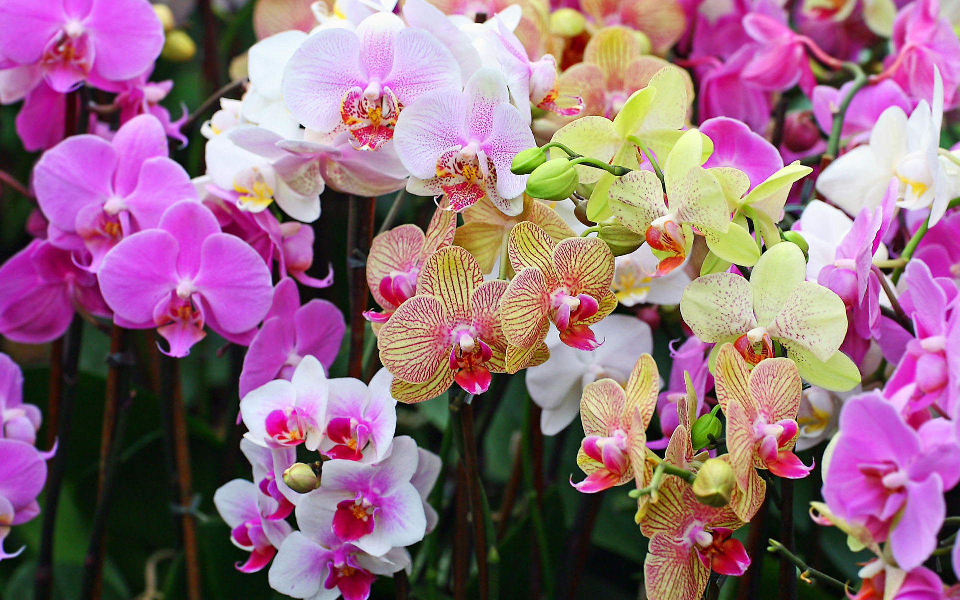 flower, phalaenopsis, petals, nature, color, 1080P, orchid, HD Wallpaper