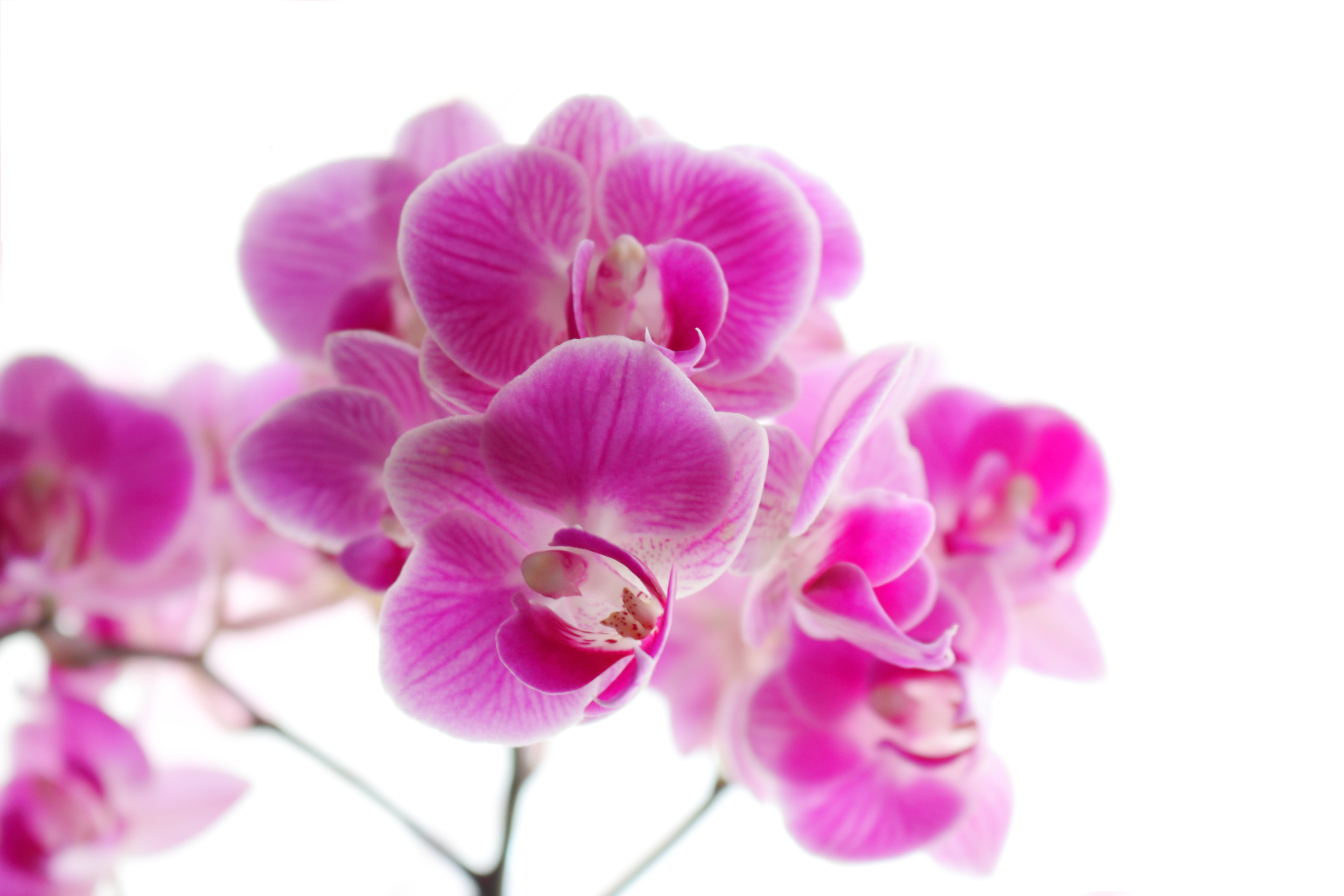 flowering plant, branch, studio shot, photography, nature, beauty in nature, close-up, flowers, outdoors, white pink, pink color, softness, growth, phaleonopsis, HD Wallpaper