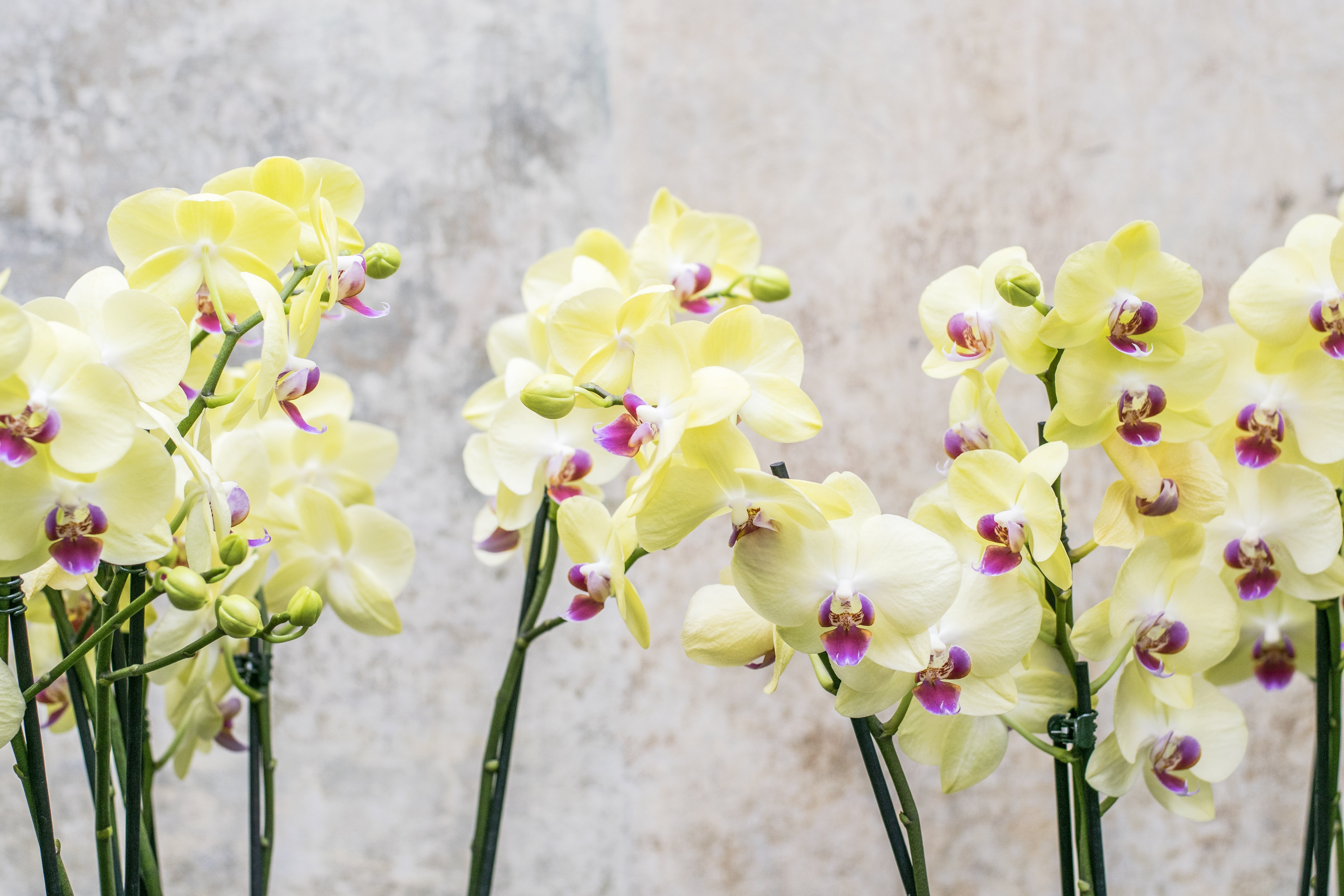 natural, decoration, beauty in nature, flower, inflorescence, springtime, fragility, garden, phalaenopsis, day, growth, floral, outdoors, branch, yellow, HD Wallpaper