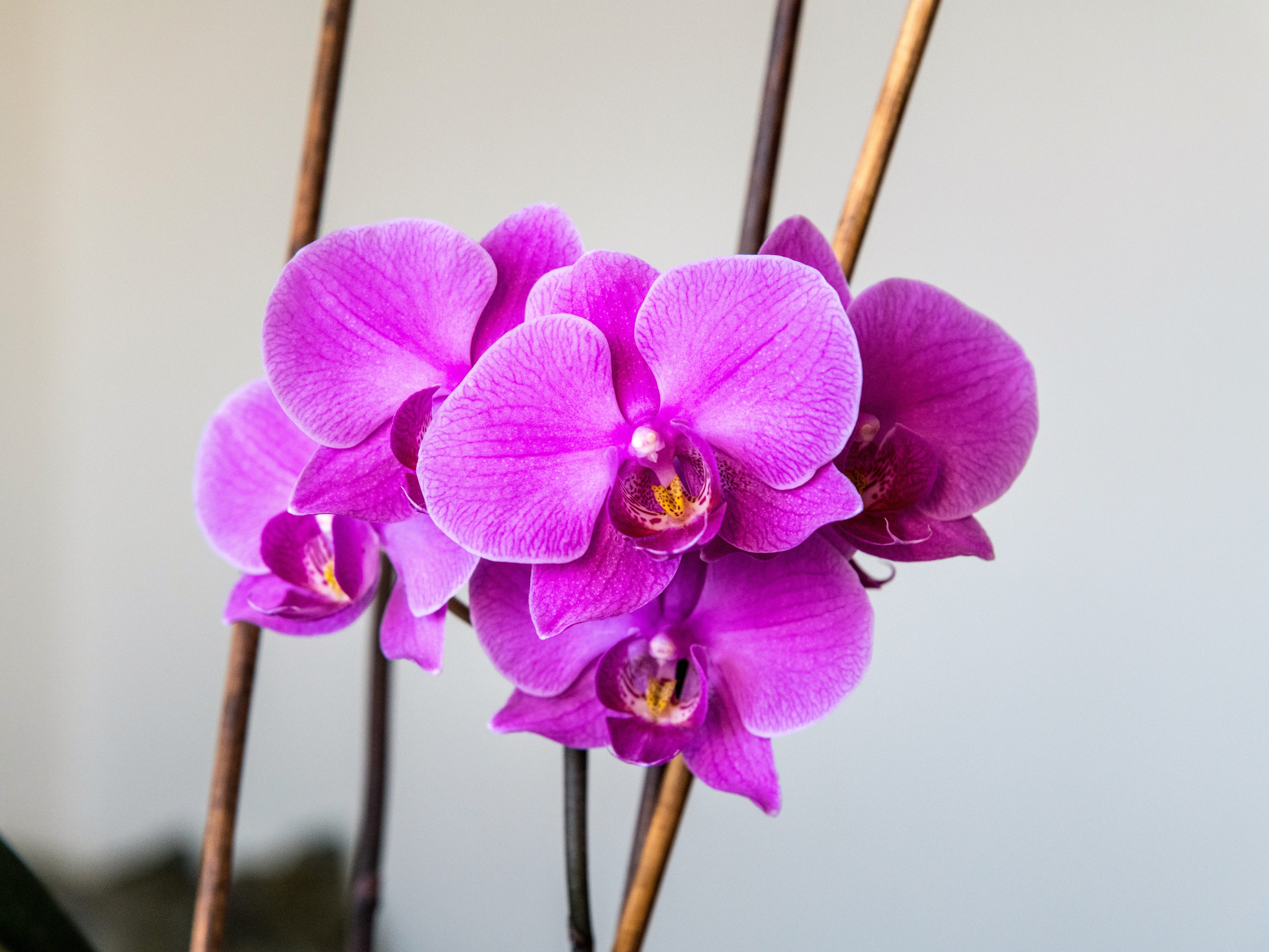 beauty in nature, petal, focus on foreground, flower, growth, flower head, no people, purple, plant, inflorescence, flowering plant, nature, softness, fragility, HD Wallpaper