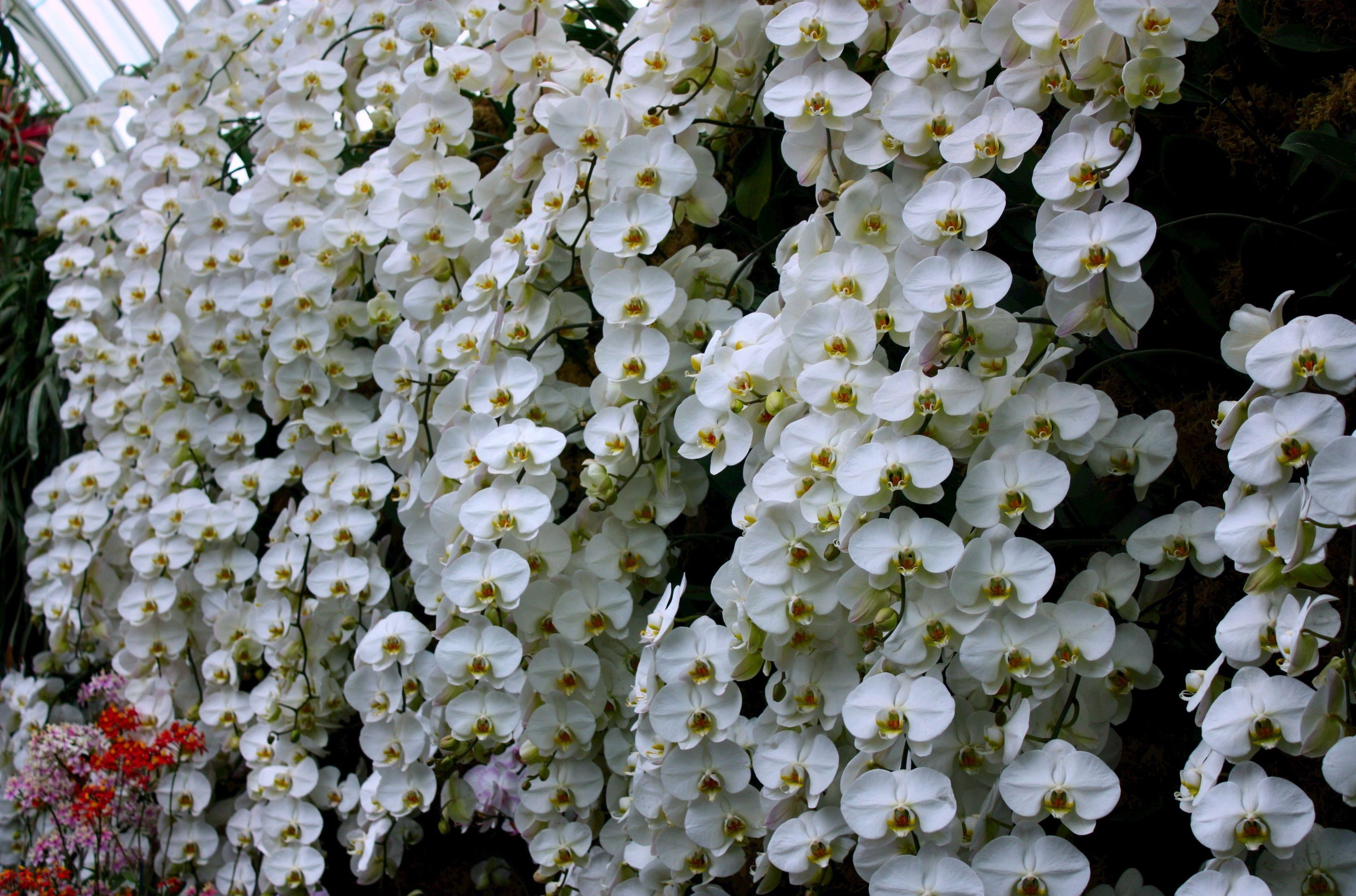 tree, blossom, springtime, season, white, flower Head, greenhouse, bunch of flowers, wall, growth, summer, leaf, plant, orchids, white color, phalaenopsis, HD Wallpaper