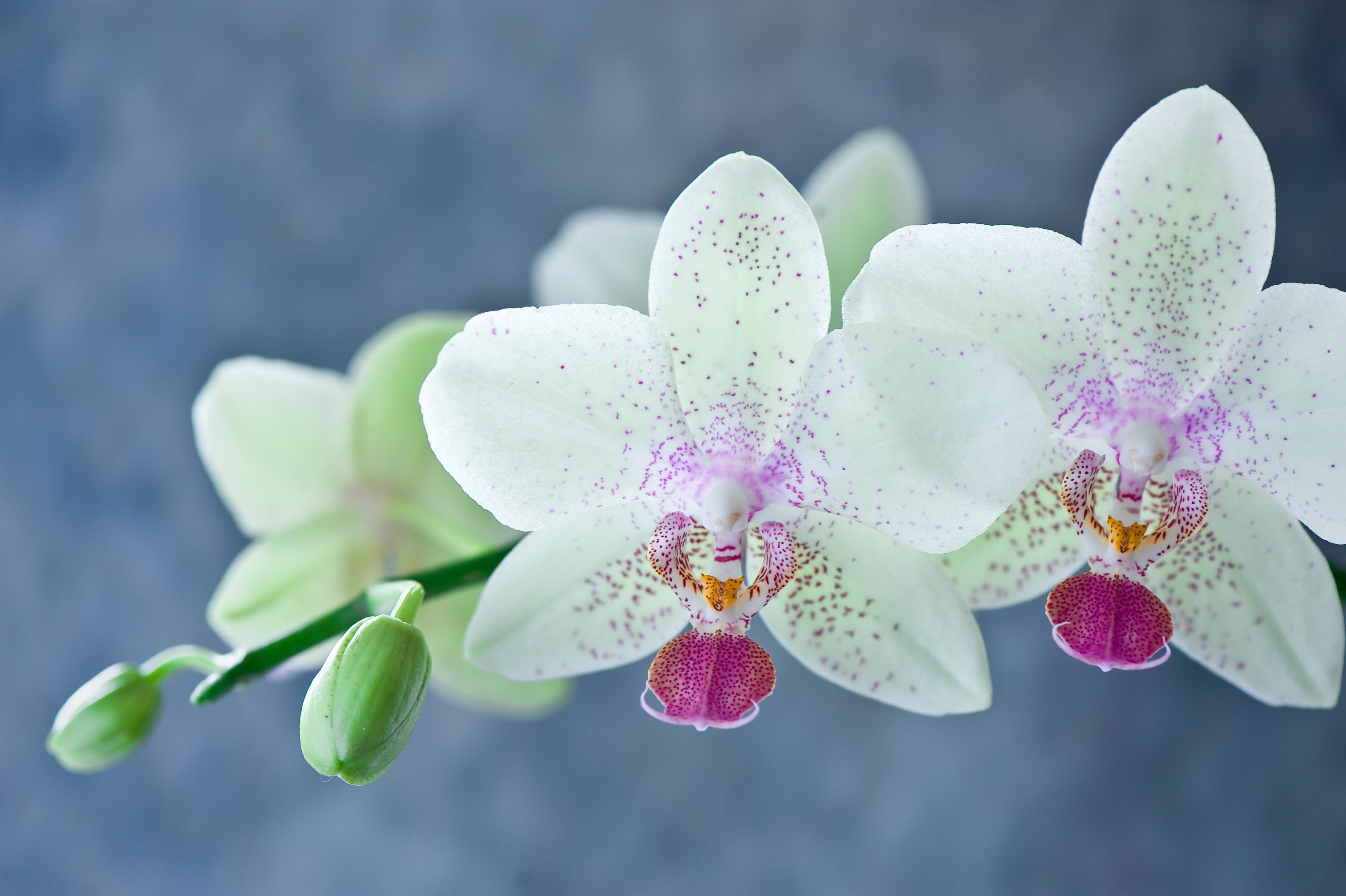 petals, phalaenopsis, flowers, white, stems, 4K, bokeh, orchid, HD Wallpaper