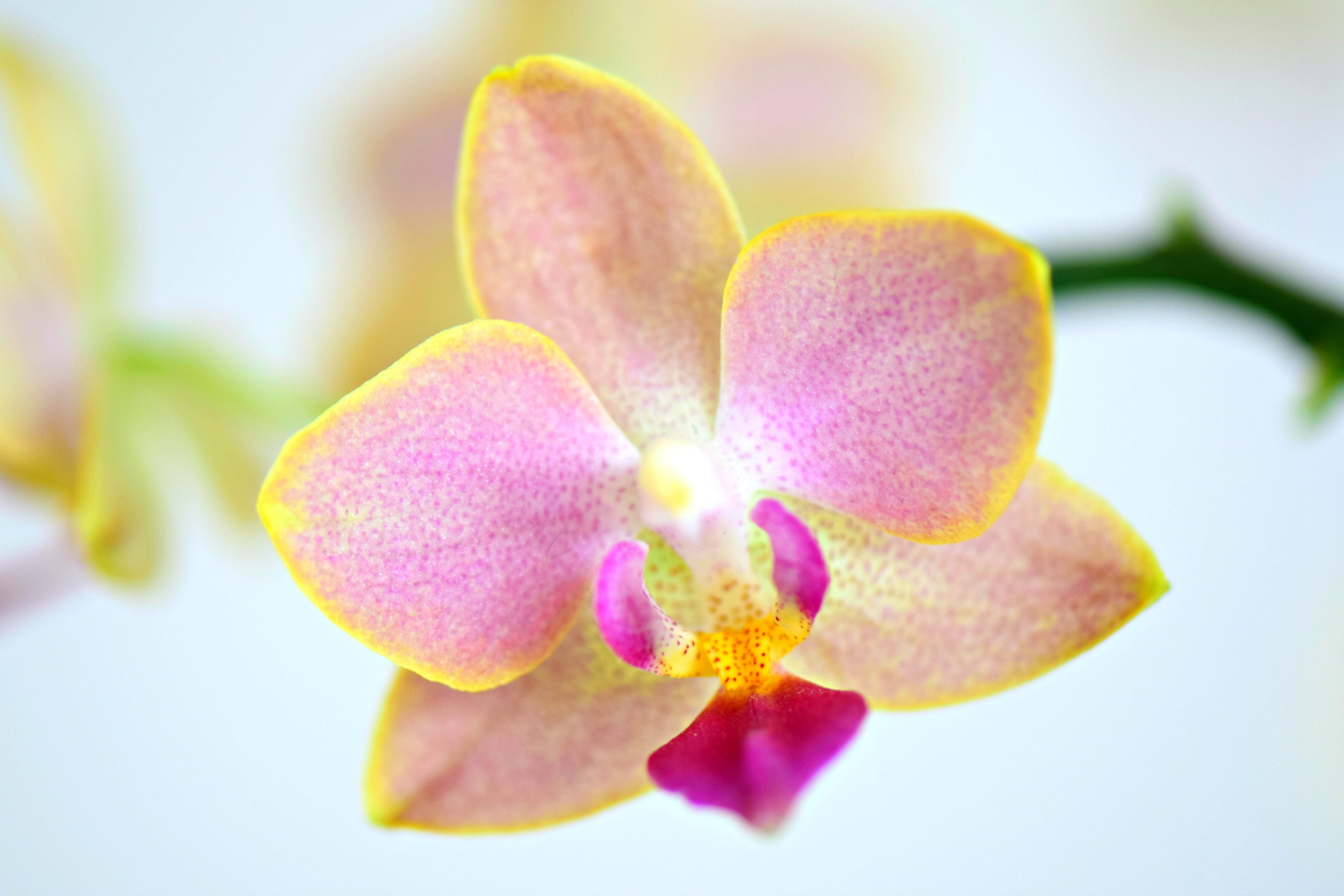 springtime, purple, blossom, fragility, flower head, petal, focus on foreground, plant, softness, colorful, beauty, spotted, studio shot, inflorescence, HD Wallpaper
