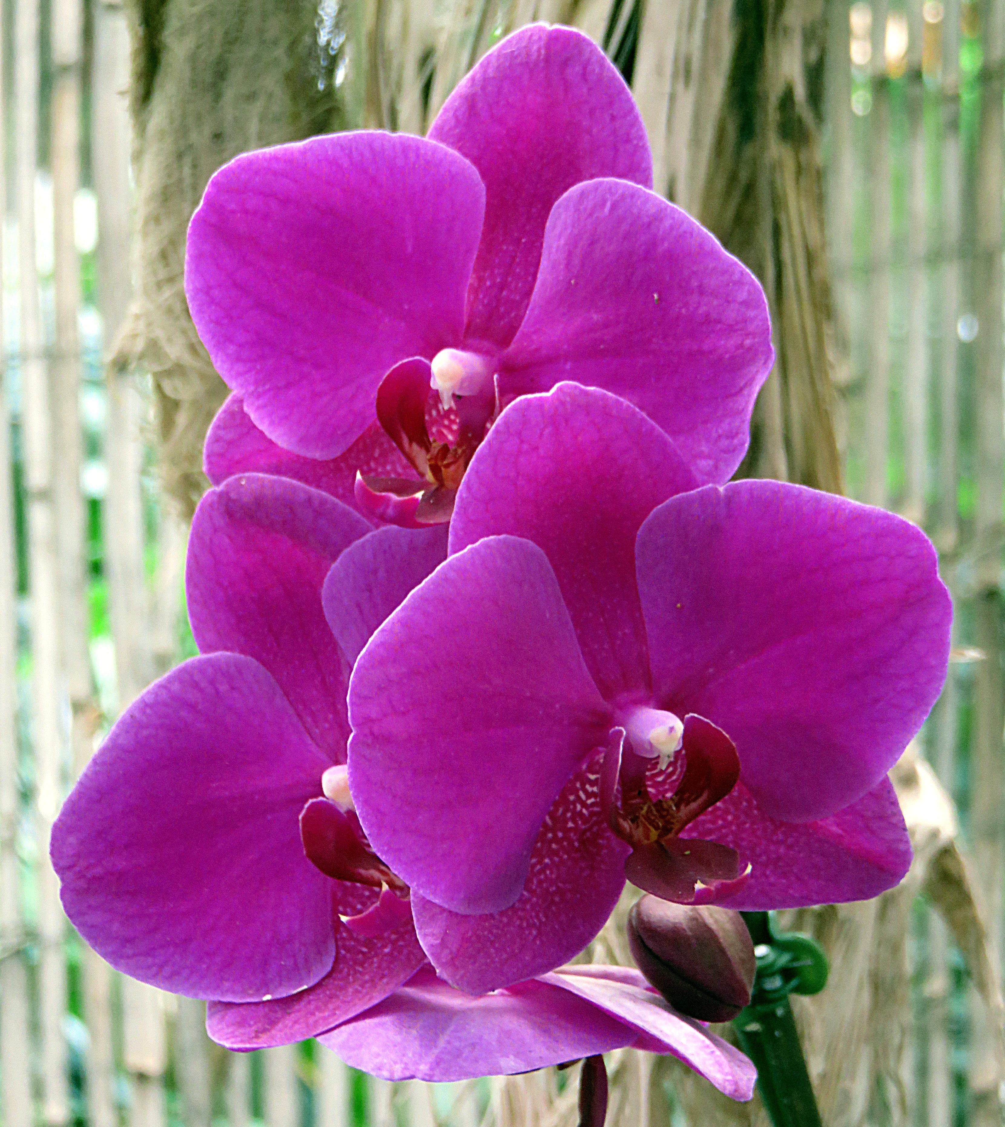 flowering plant, pollen, no people, phalaenopsis, plant, petal, nature, beauty in nature, violet, purple, day, fragility, outdoors, 2K, growth, moth, orchid, Phone HD Wallpaper