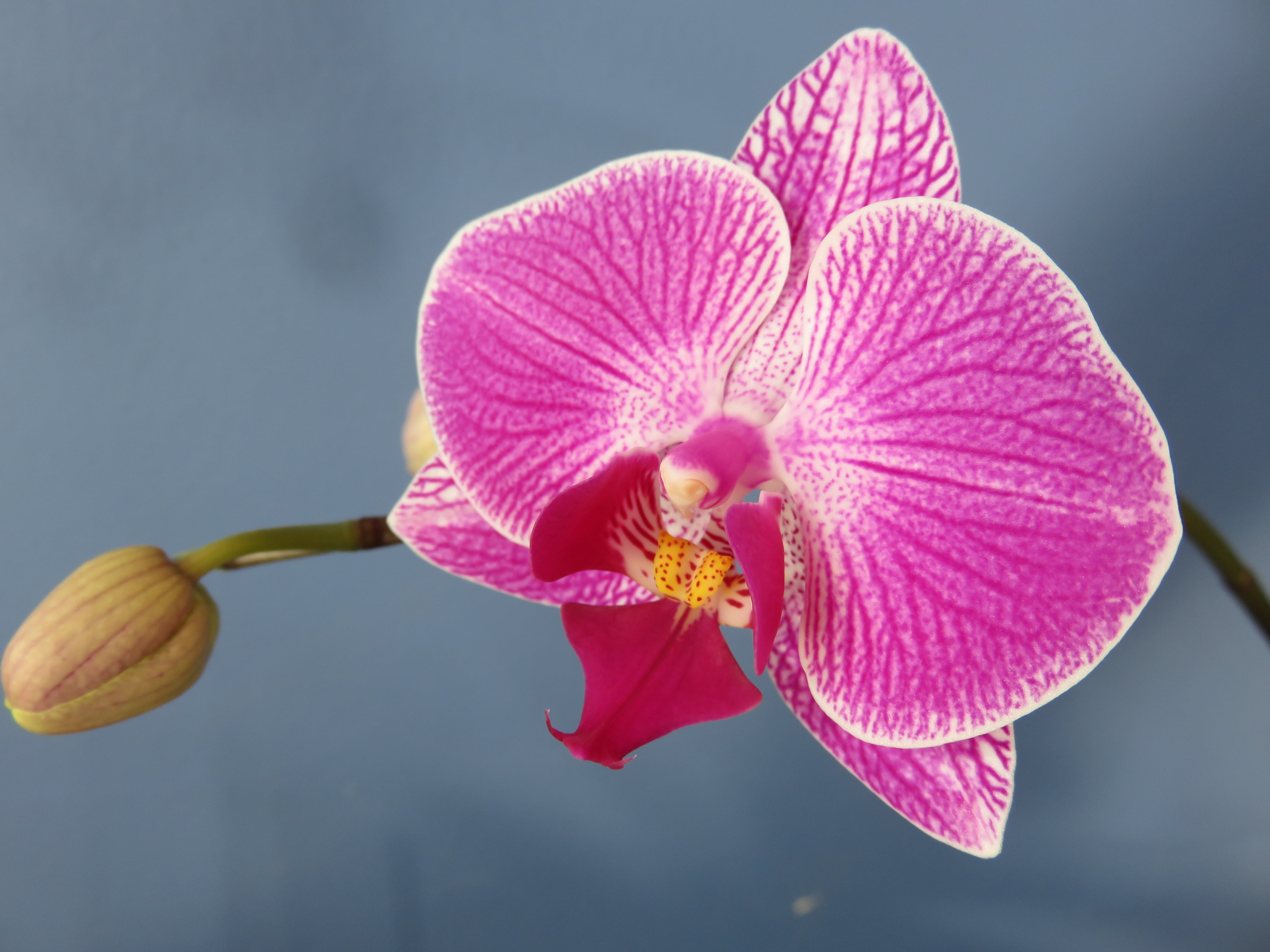 focus on foreground, outdoors, no people, flowering plant, fragility, freshness, flower head, phalaenopsis, orchid, nature, pollination, plant, beauty in nature, HD Wallpaper