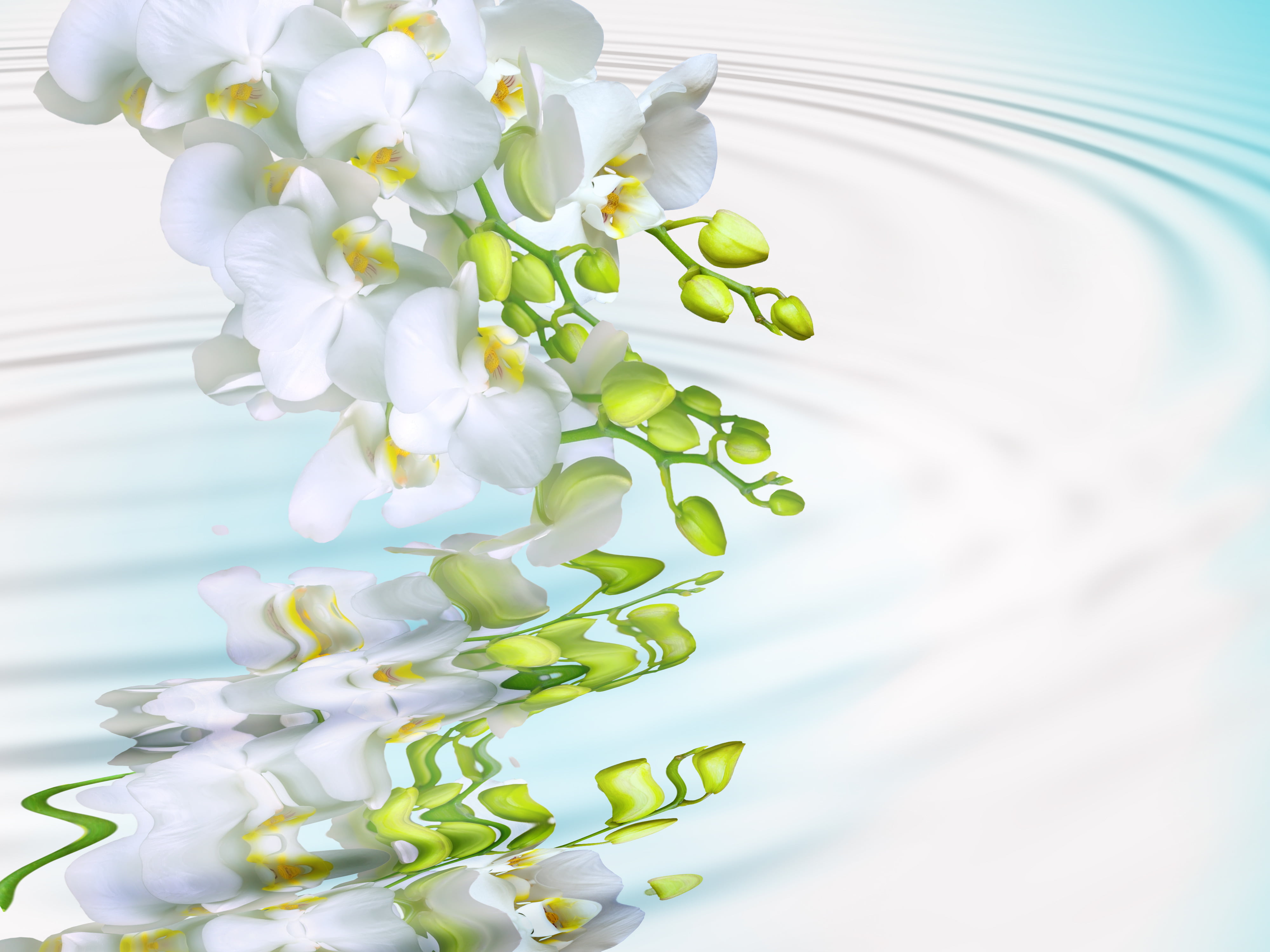 no people, single Flower, flower Head, tenderness, Orchid, freshness, springtime, education, healthcare and medicine, macro, white, beauty In Nature, backgrounds, HD Wallpaper